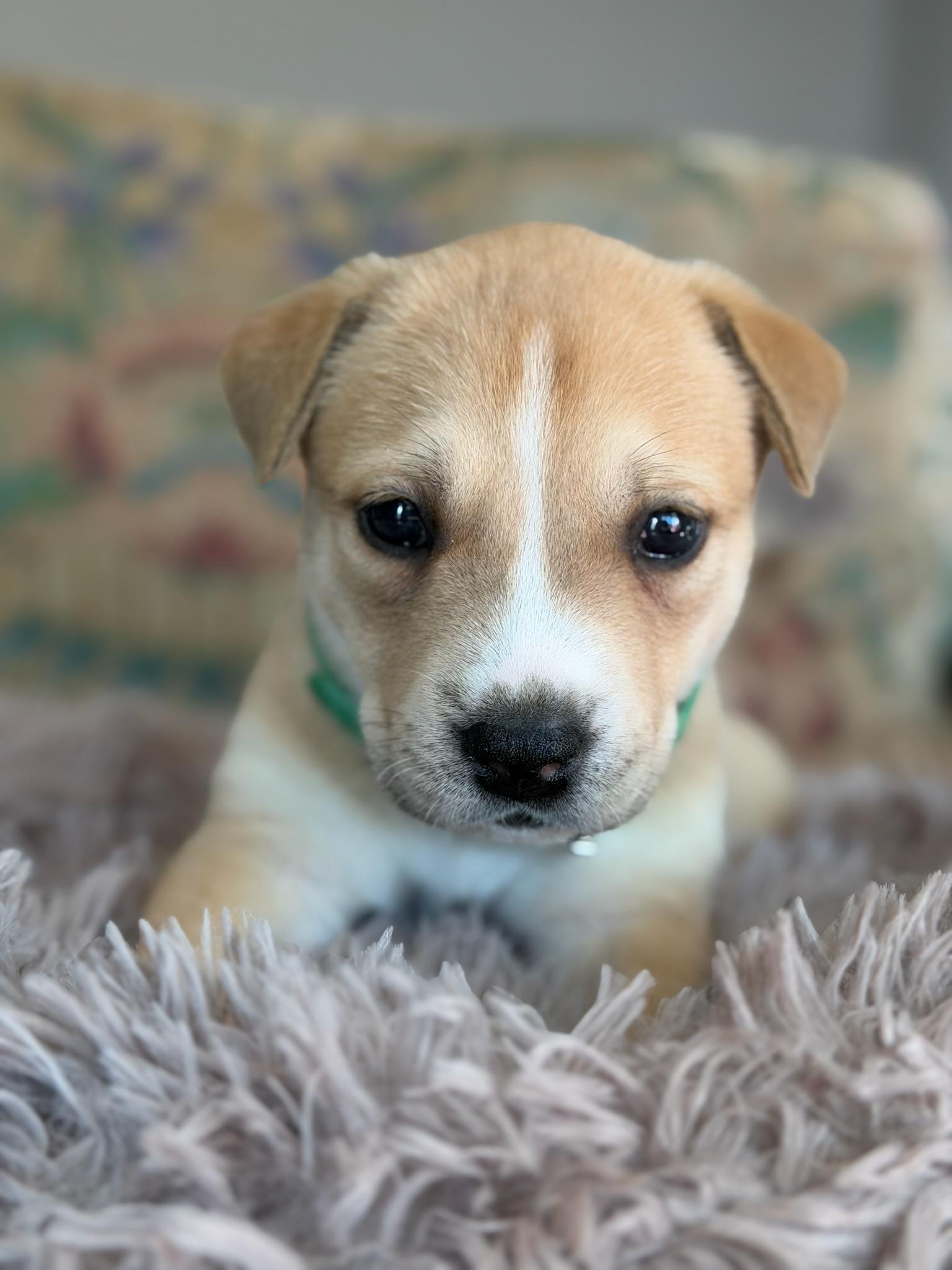 Enlarge Sage, an adopted mixed breed in Santa Barbara, CA image 3/5
