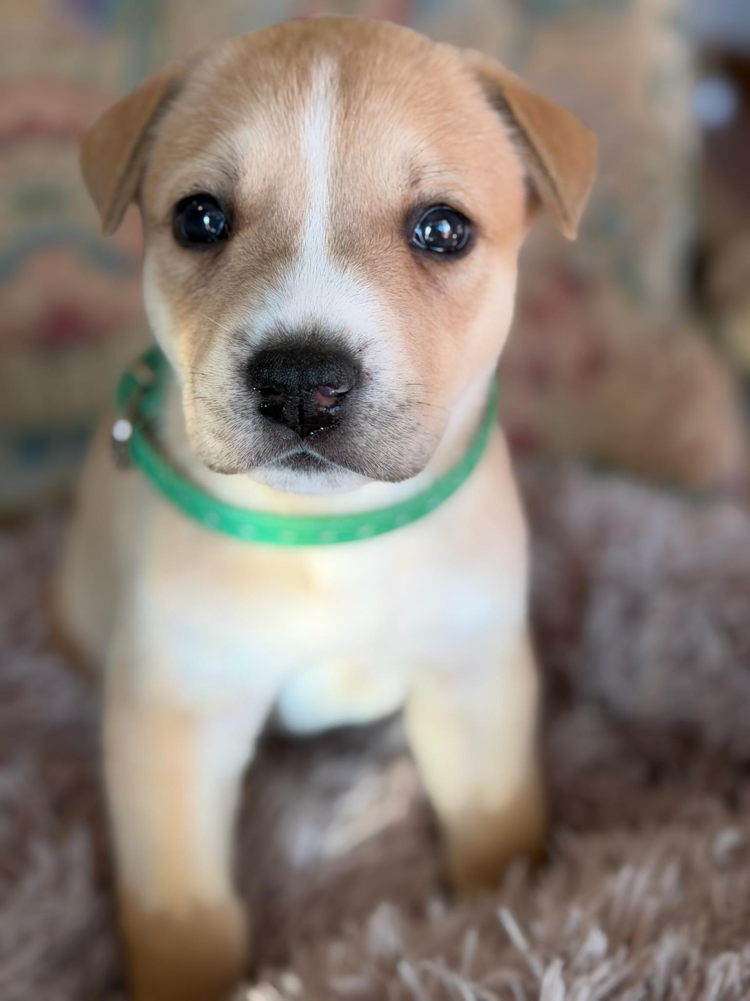 Enlarge Sage, an adopted mixed breed in Santa Barbara, CA image 1/5