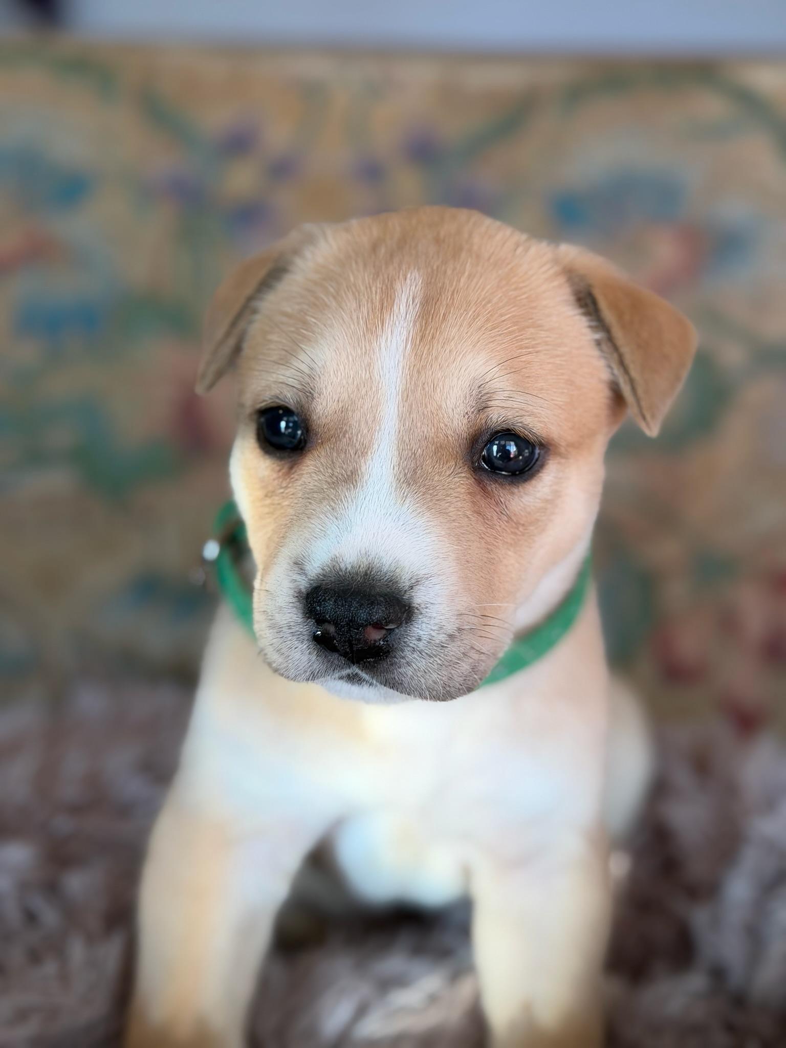 Enlarge Sage, an adopted mixed breed in Santa Barbara, CA image 4/5