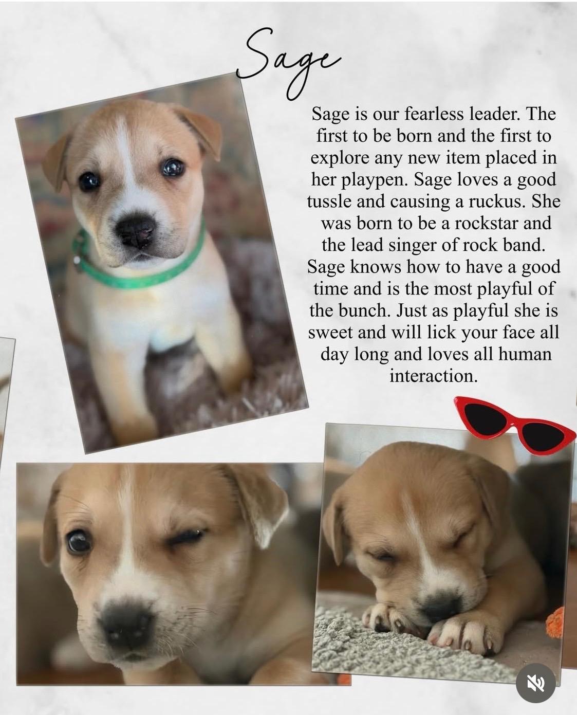 Enlarge Sage, an adopted mixed breed in Santa Barbara, CA image 5/5