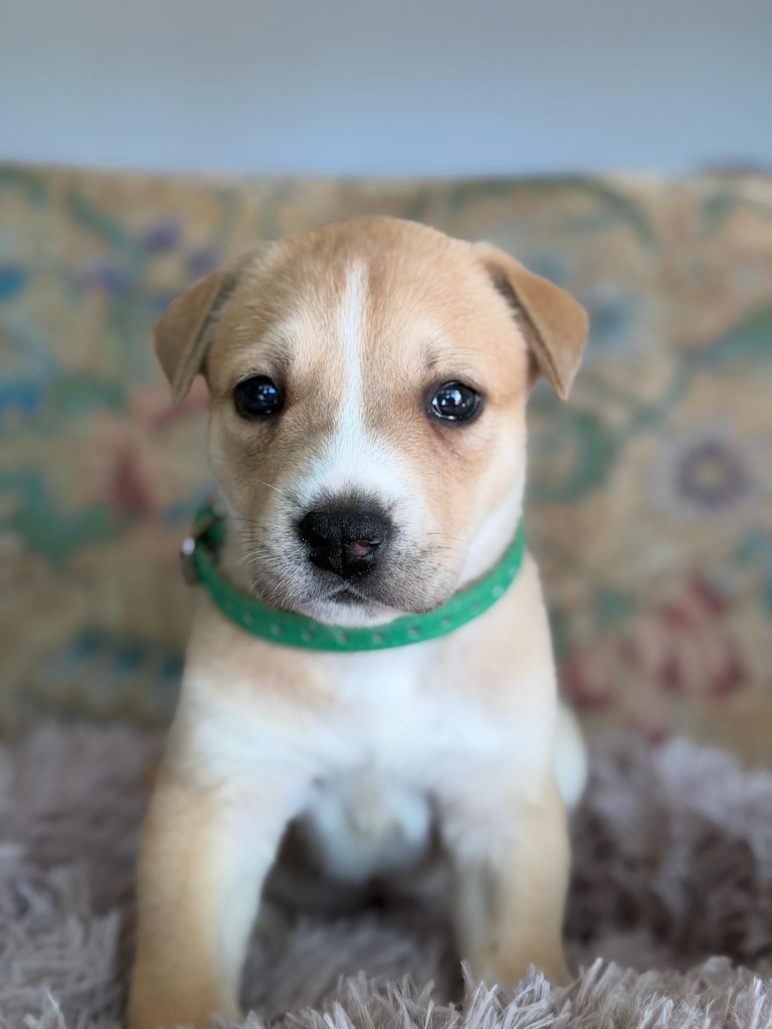 Enlarge Sage, an adopted mixed breed in Santa Barbara, CA image 2/5