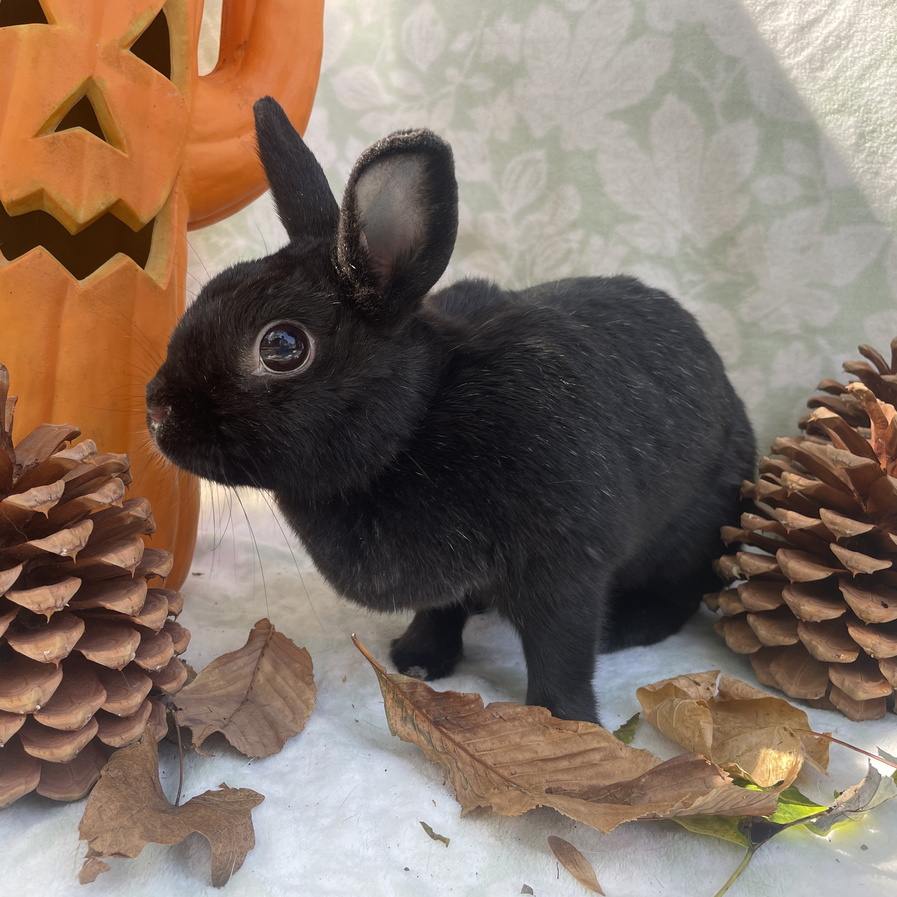 Enlarge Danica, a Adopted mixed breed in Indianapolis, IN image 1/6