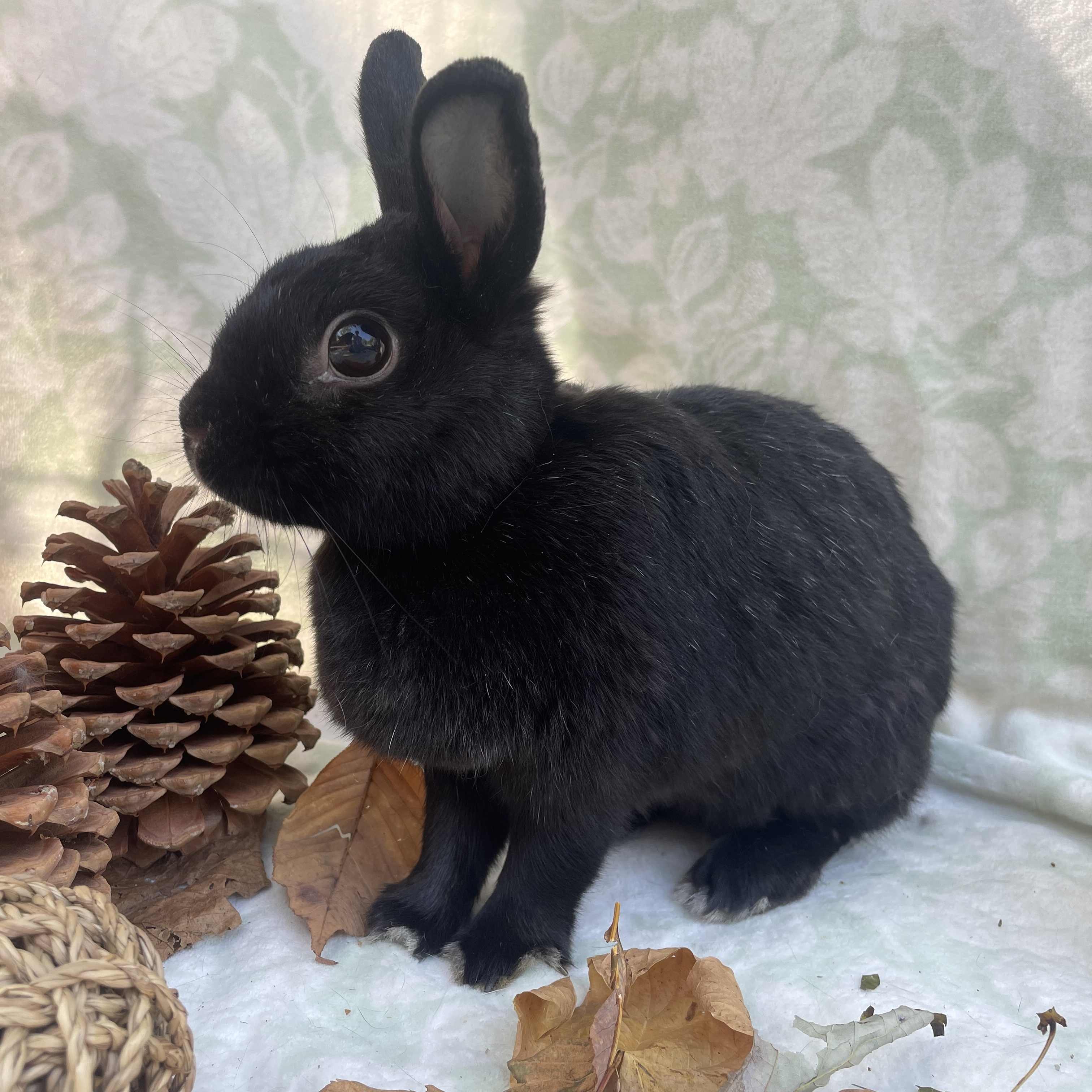 Enlarge Danica, a Adopted mixed breed in Indianapolis, IN image 2/6