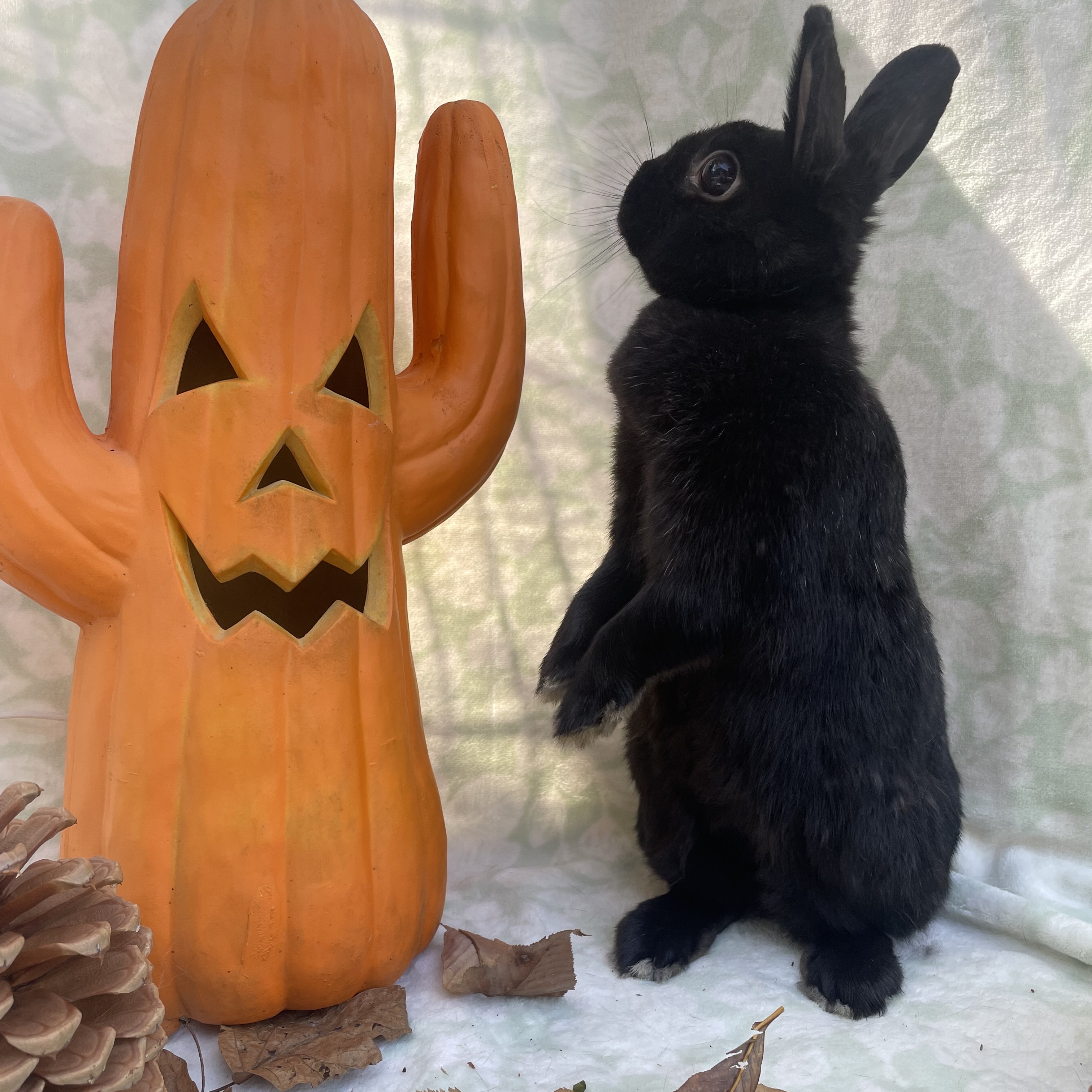 Enlarge Danica, a Adopted mixed breed in Indianapolis, IN image 3/6