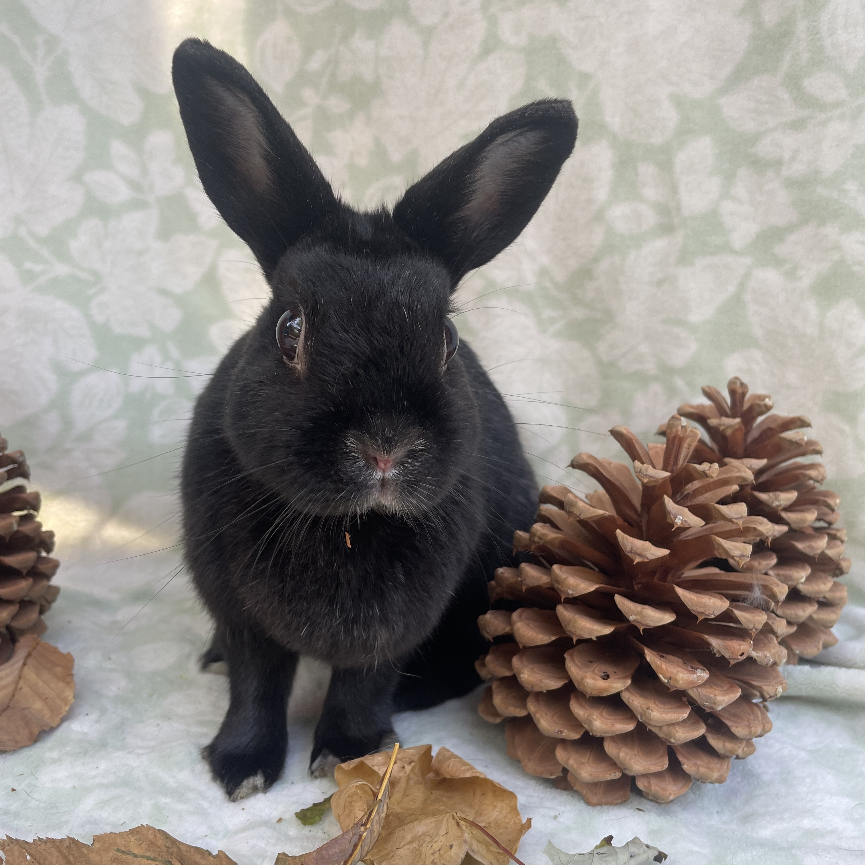 Enlarge Danica, a Adopted mixed breed in Indianapolis, IN image 4/6