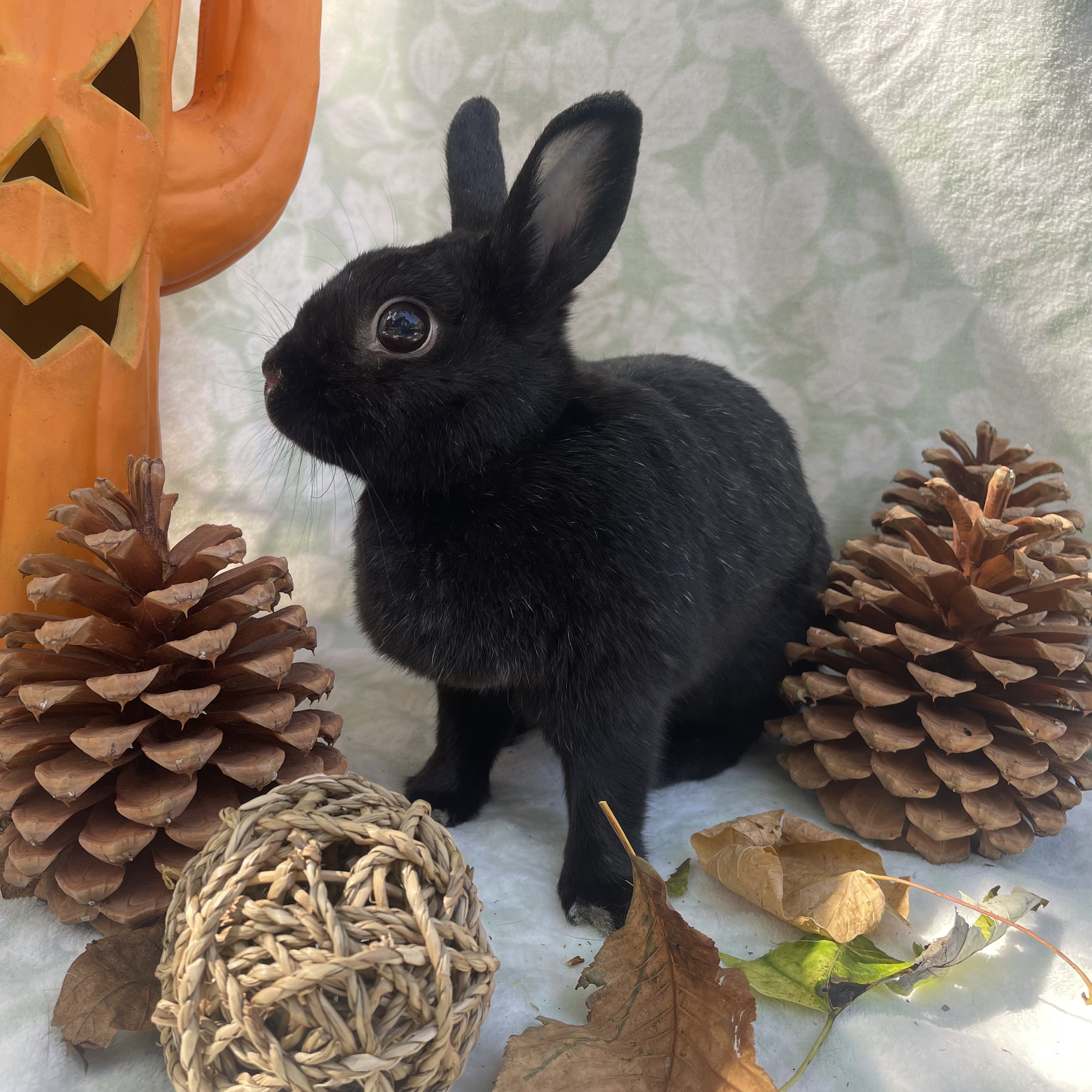 Danica, Adopted, Adult Female Netherland Dwarf.