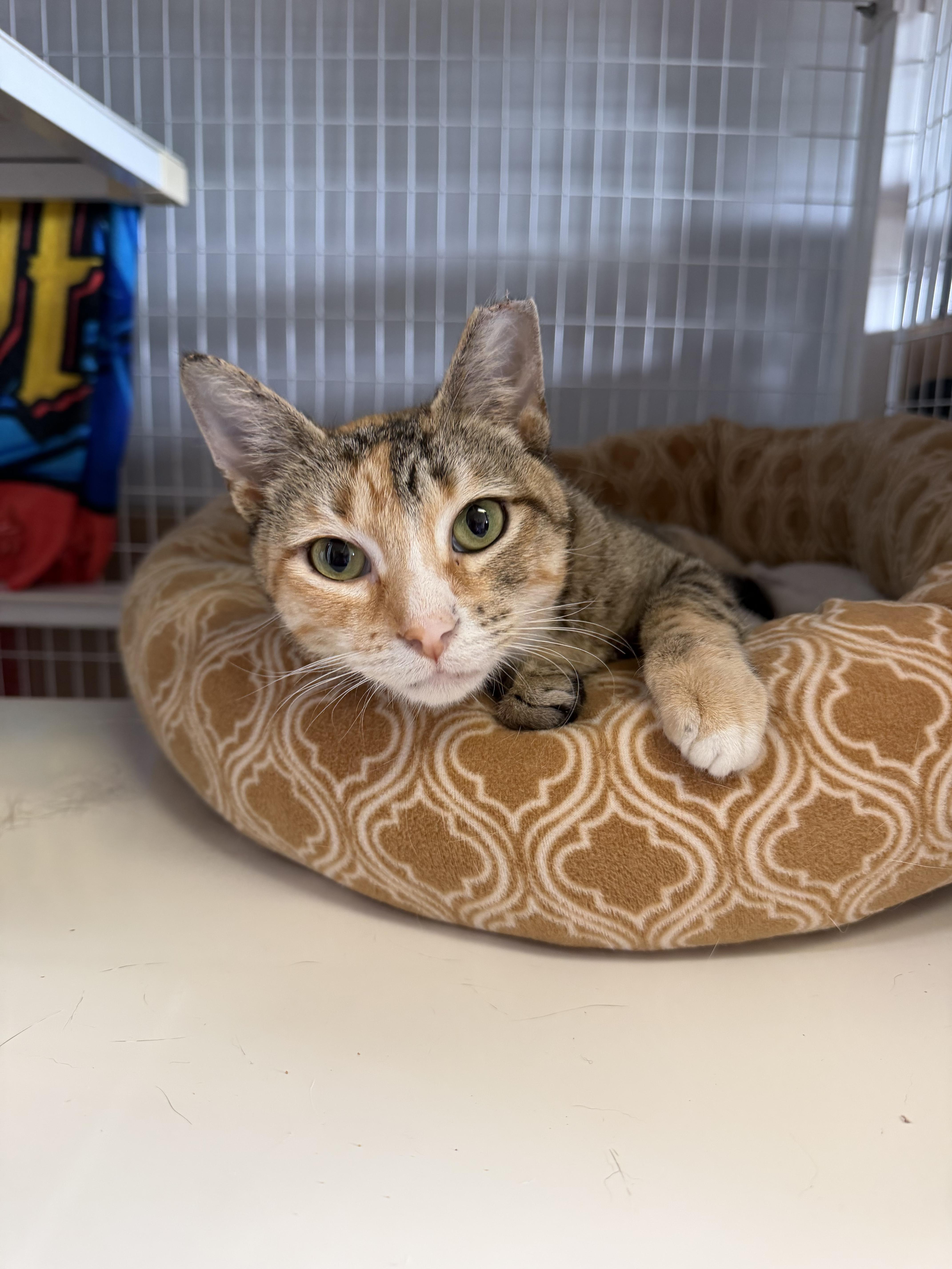 Millie (tripod kitty), an adopted Domestic Short Hair in Warminster, PA image 6/6