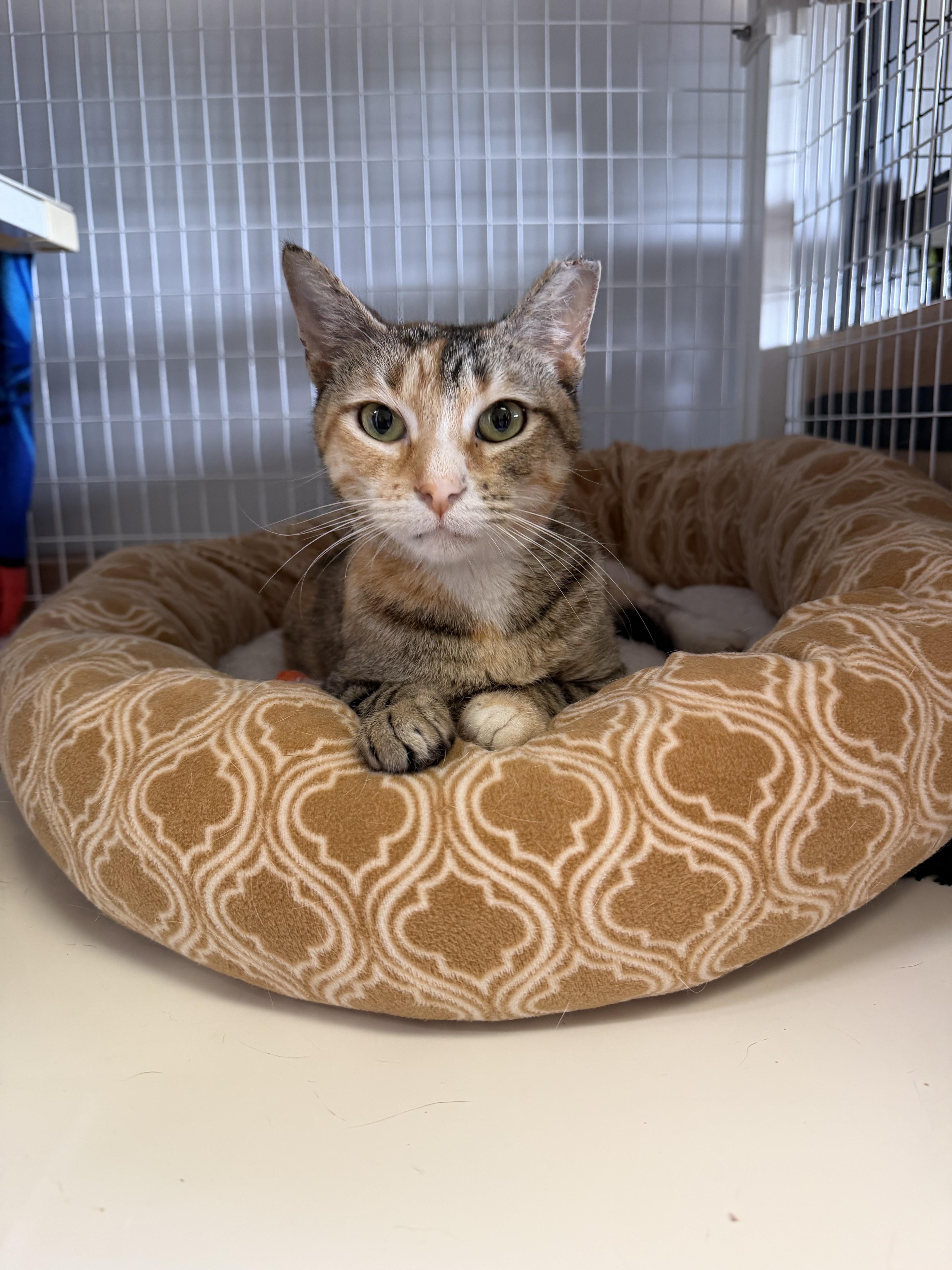 Millie (tripod kitty), an adopted Domestic Short Hair in Warminster, PA image 5/6