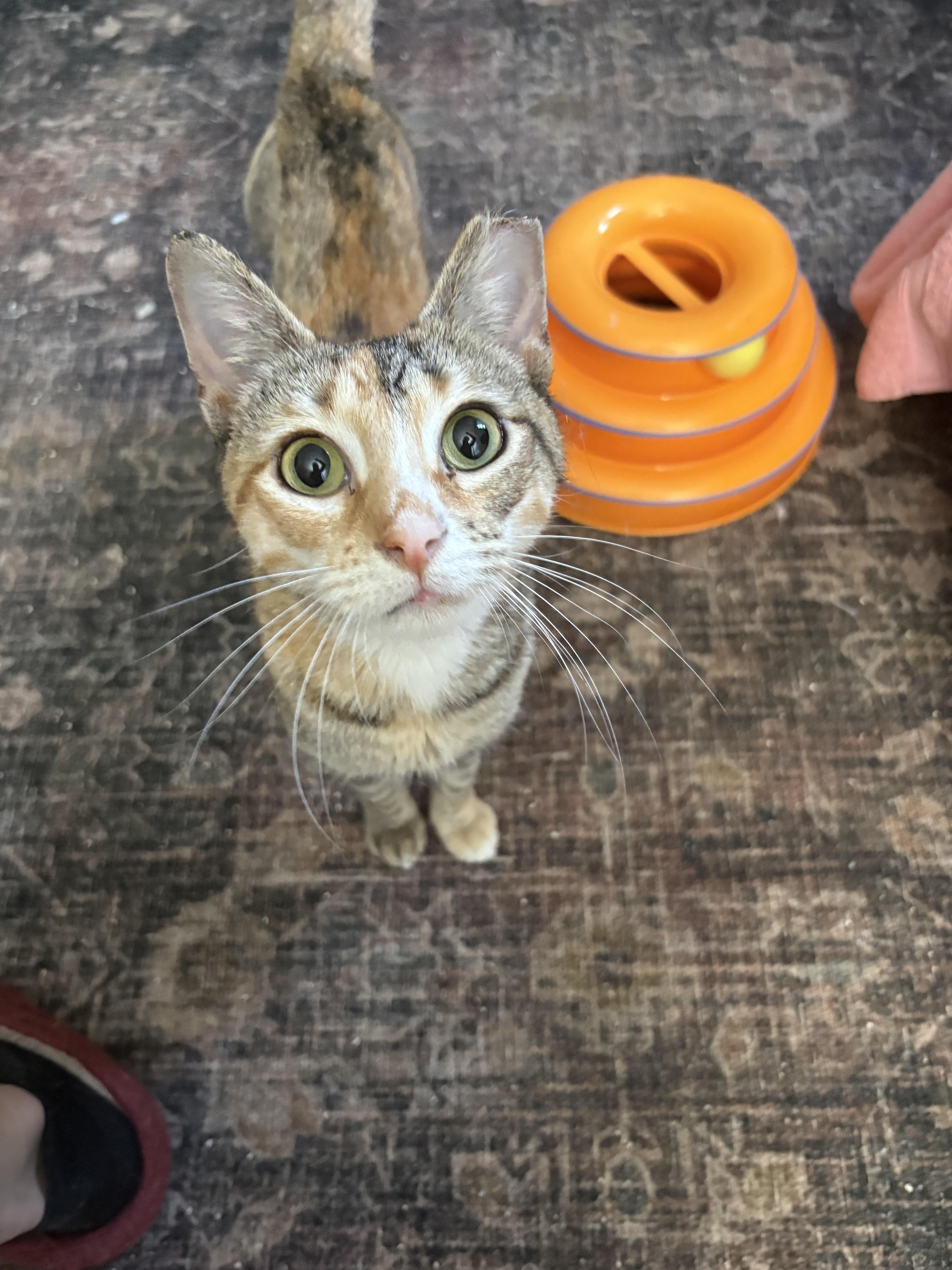 Millie (tripod kitty), an adopted Domestic Short Hair in Warminster, PA image 3/6