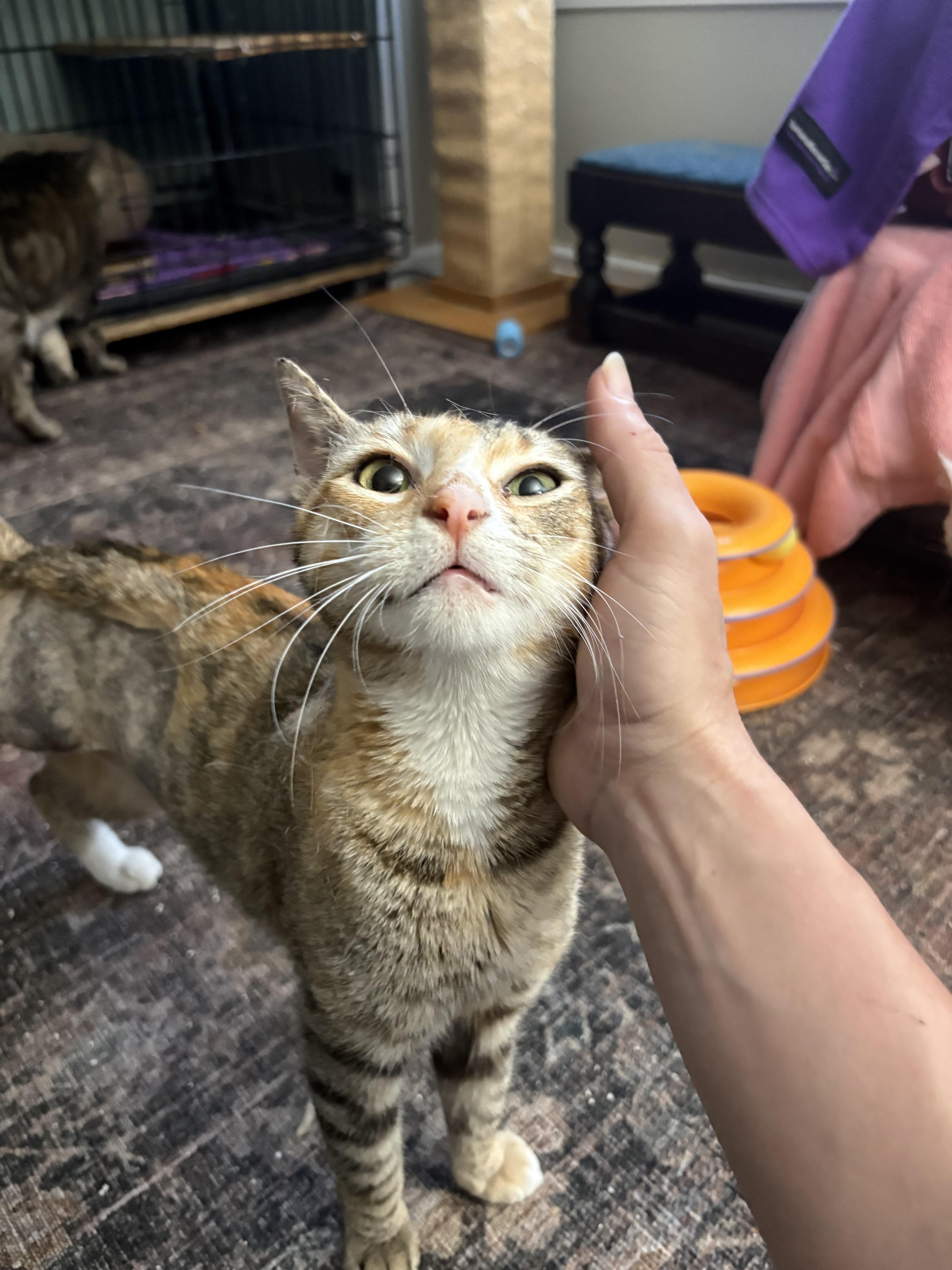 Millie (tripod kitty), an adopted Domestic Short Hair in Warminster, PA image 4/6