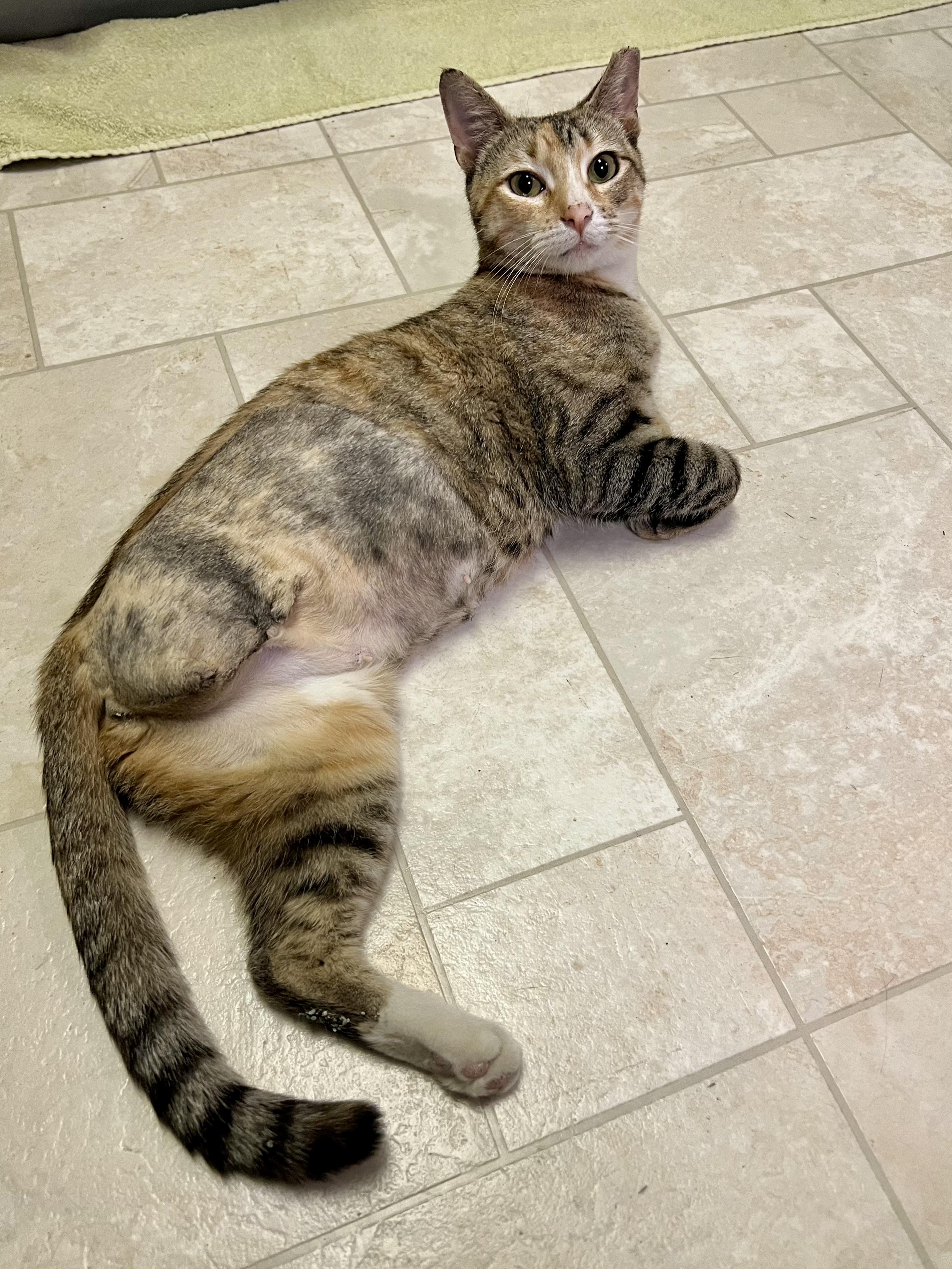 Millie (tripod kitty), an adopted Domestic Short Hair in Warminster, PA image 2/6
