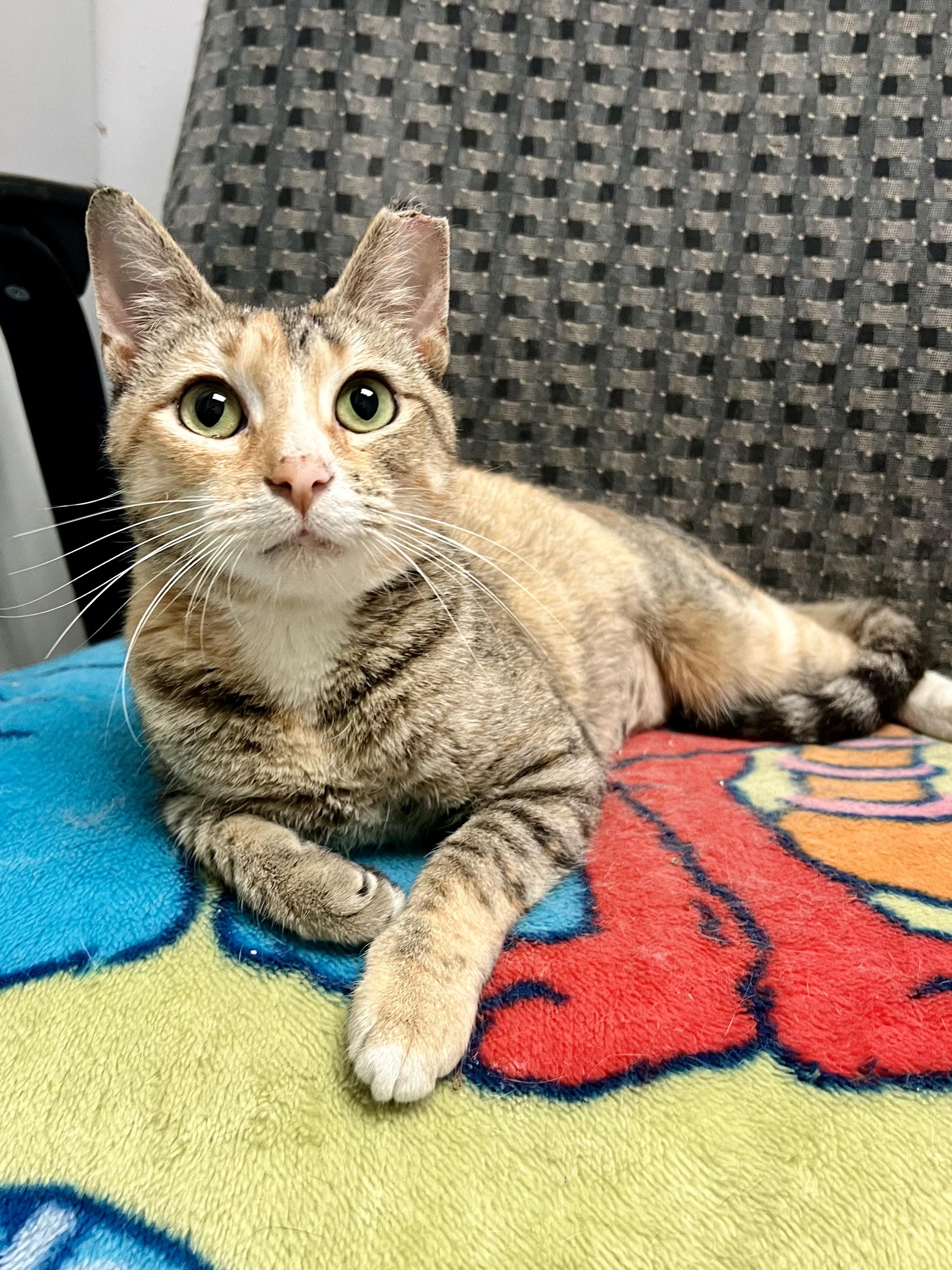 Millie (tripod kitty), an adopted Domestic Short Hair in Warminster, PA image 1/6