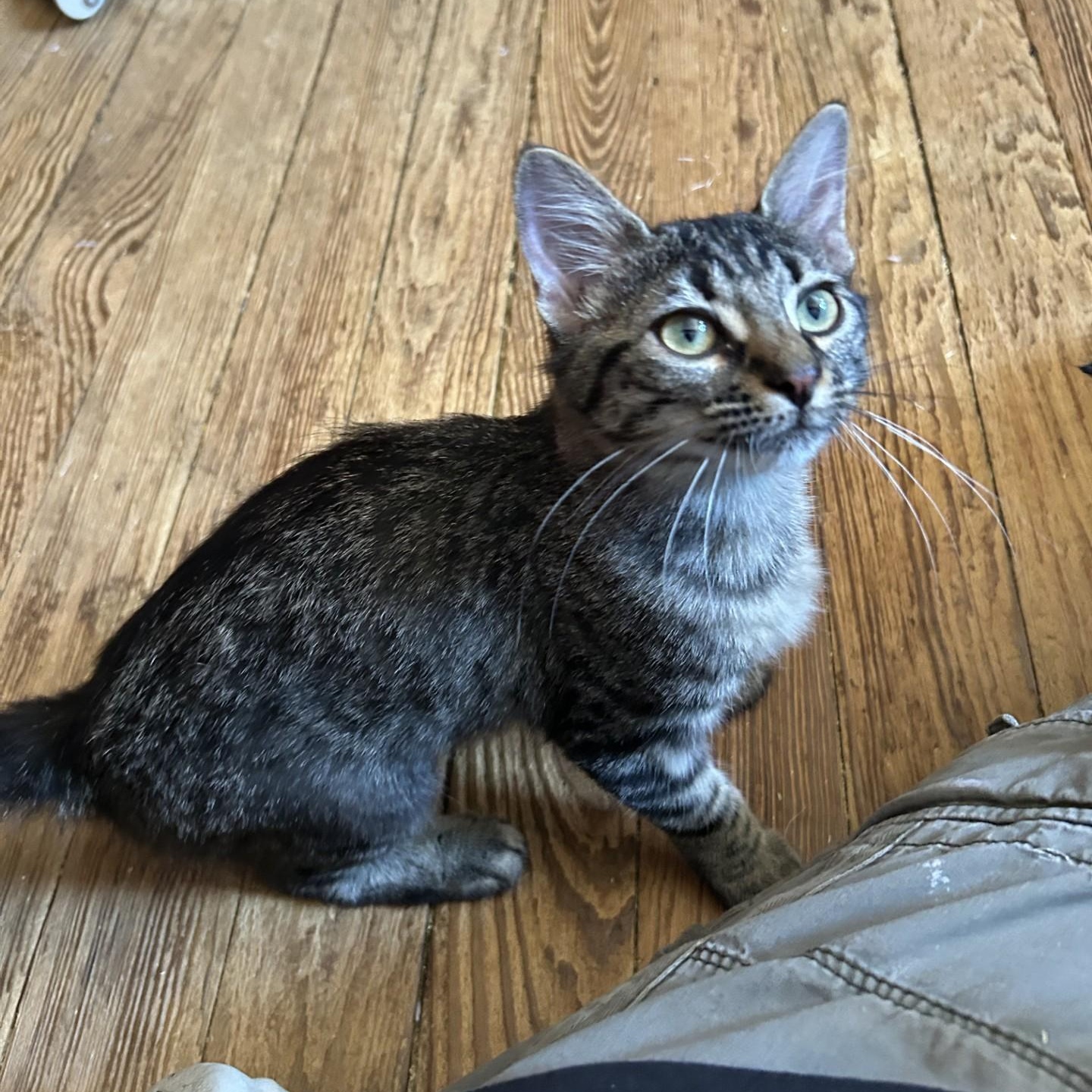 Caddis, Adoptable, Kitten Female Domestic Medium Hair.
