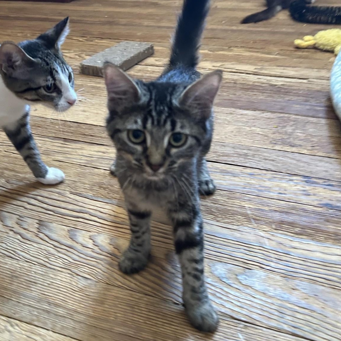 Enlarge Caddis, a Adoptable Domestic Medium Hair in Springdale, AR image 3/3