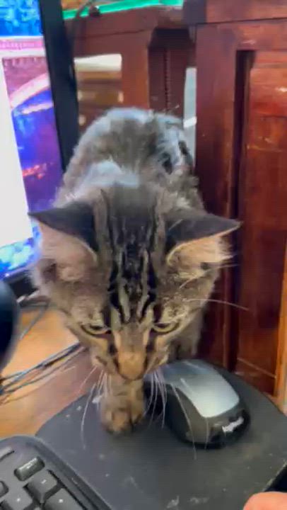 Enlarge Caddis, a Adoptable Domestic Medium Hair in Springdale, AR video 2/3