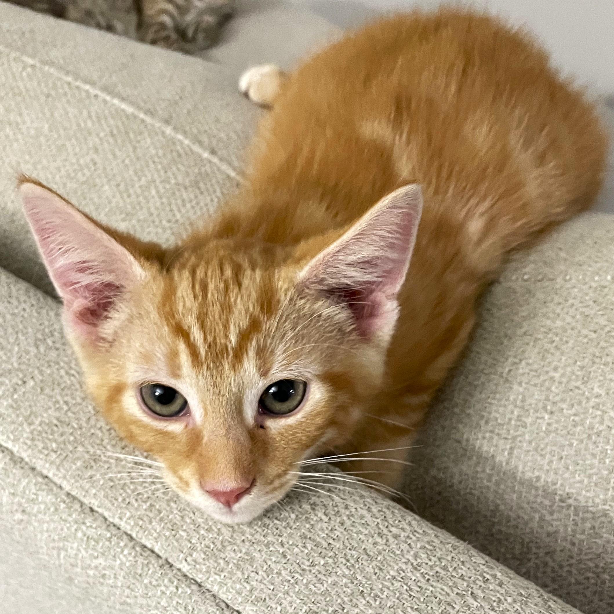 Timone, adopted, Kitten Male Tabby & Domestic Short Hair.