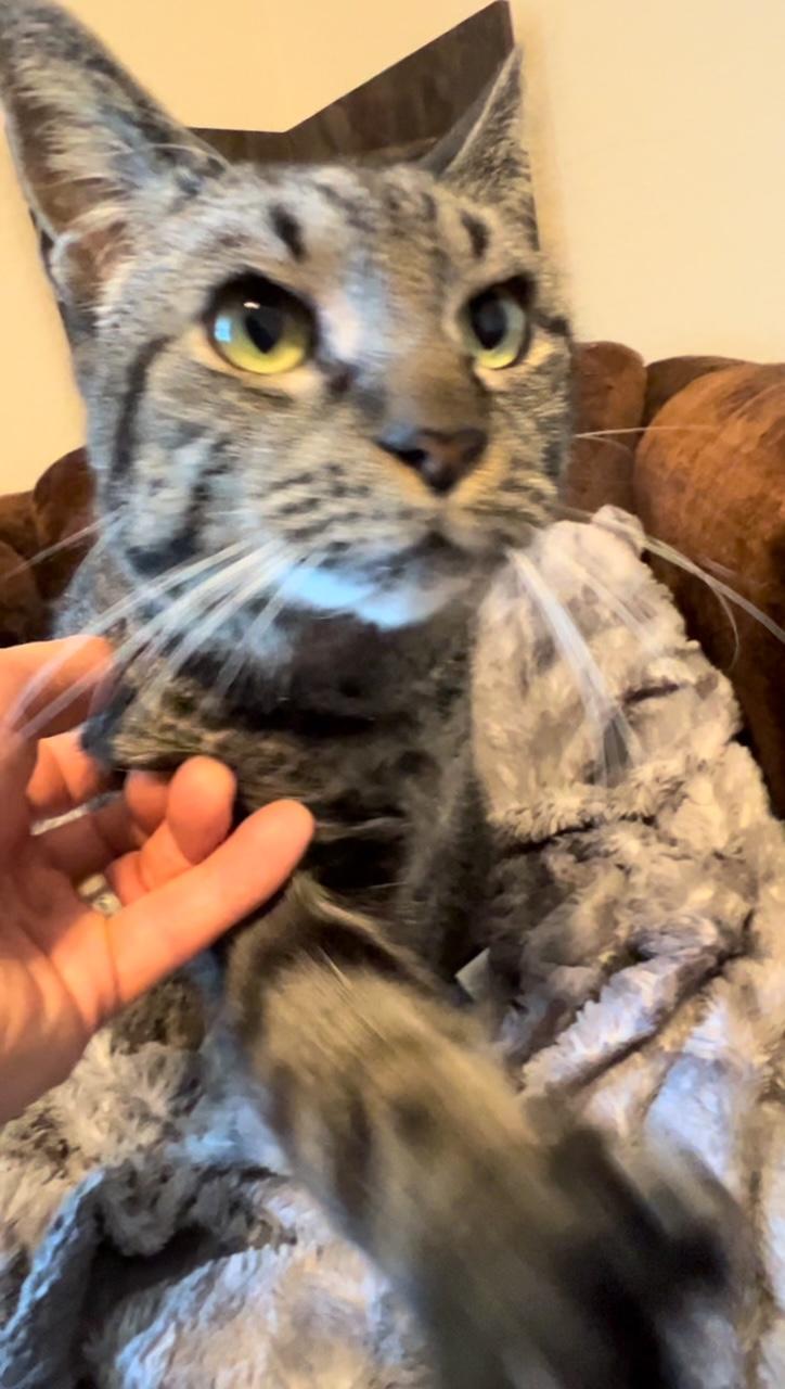 Tinny BR13760-T, Adoptable, Adult Female Domestic Short Hair.