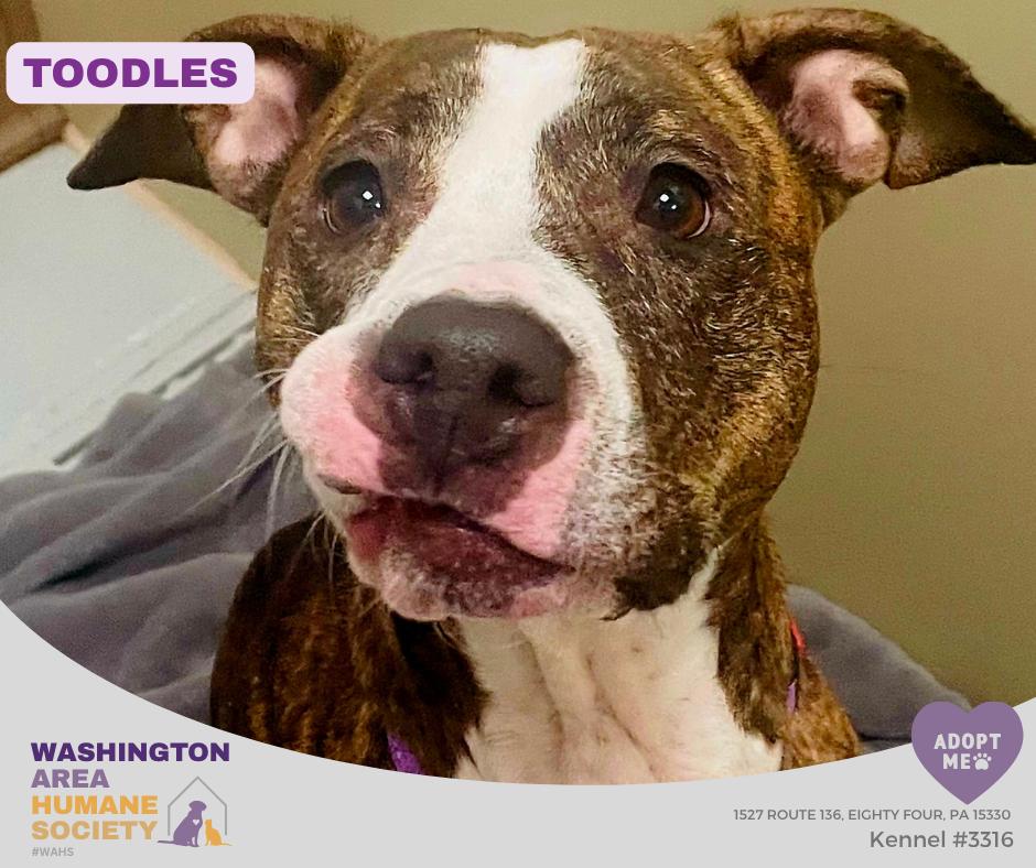 Toodles, a ADOPTABLE mixed breed in Eighty Four, PA image 1/2