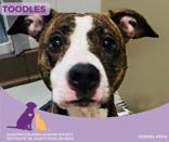 Toodles, a ADOPTABLE mixed breed in Eighty Four, PA image 2/2