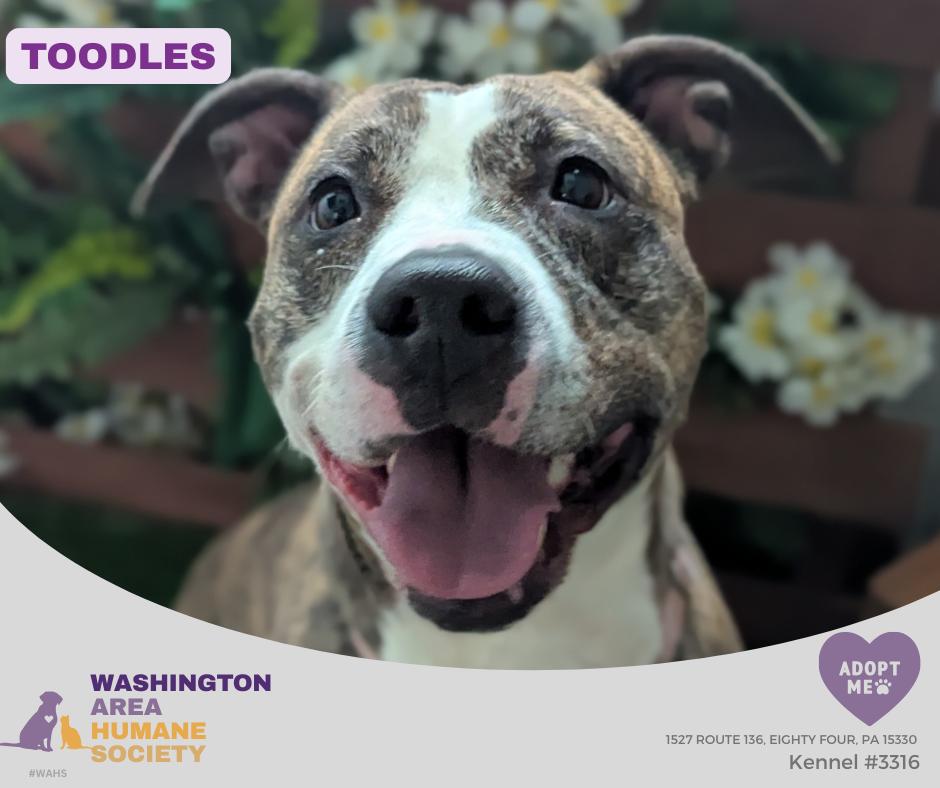 Toodles, ADOPTABLE, Adult Female Pit Bull Terrier.