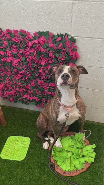 Enlarge Toodles, a ADOPTABLE mixed breed in Eighty Four, PA video 3/3