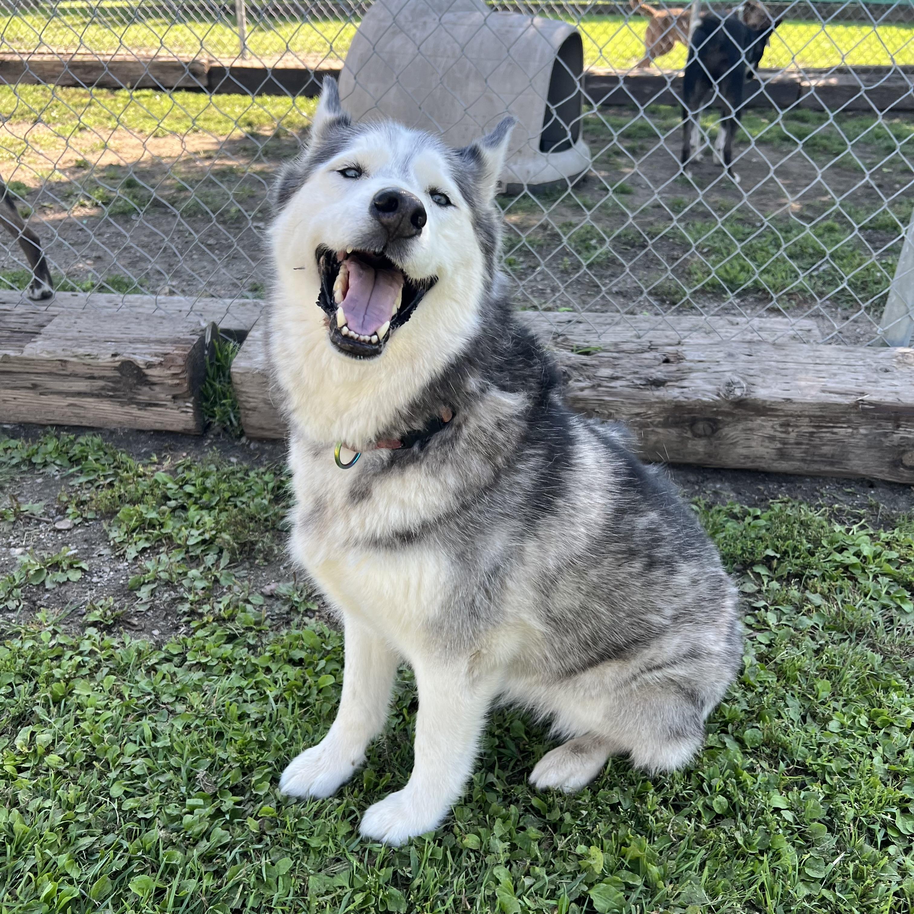 Savannah
