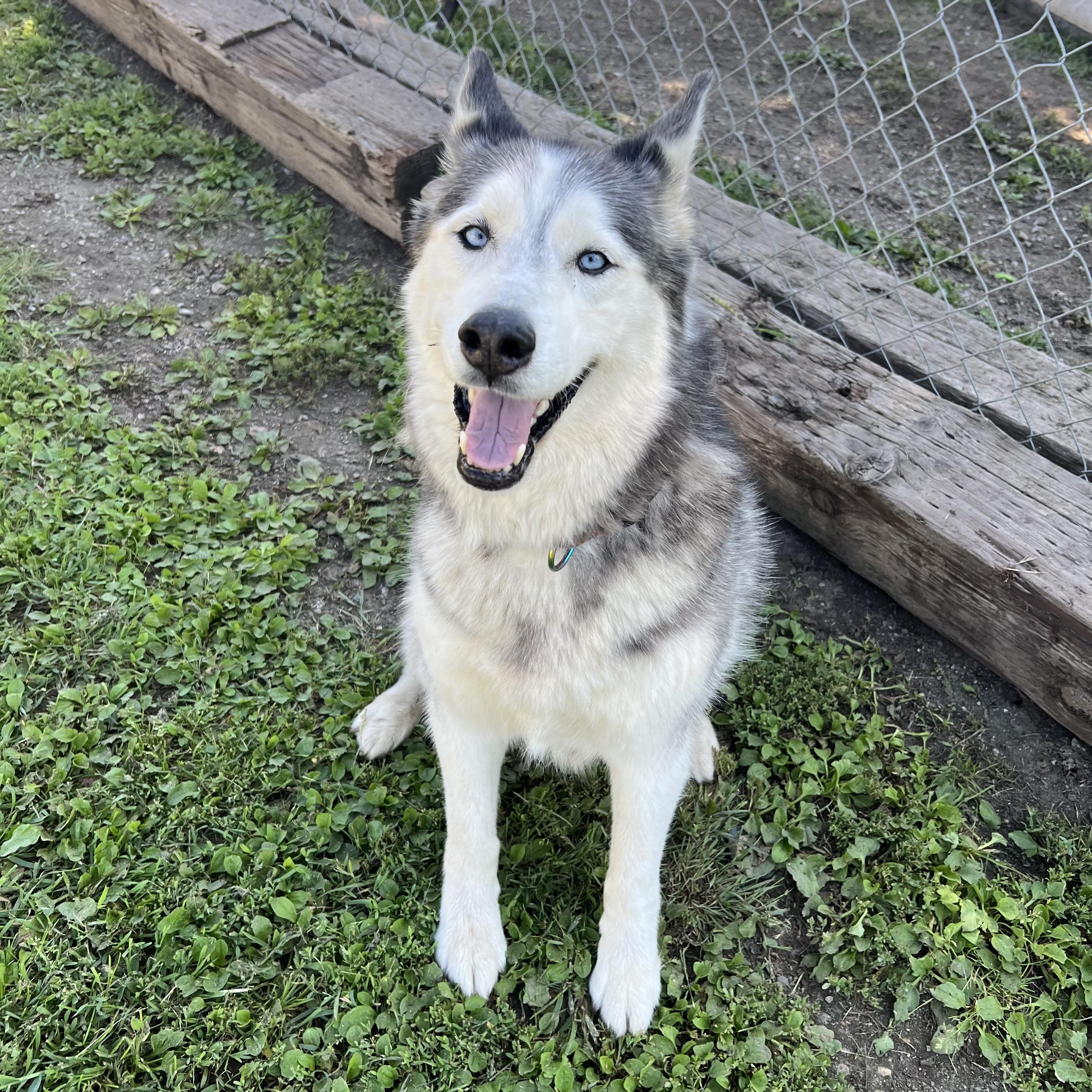 Savannah