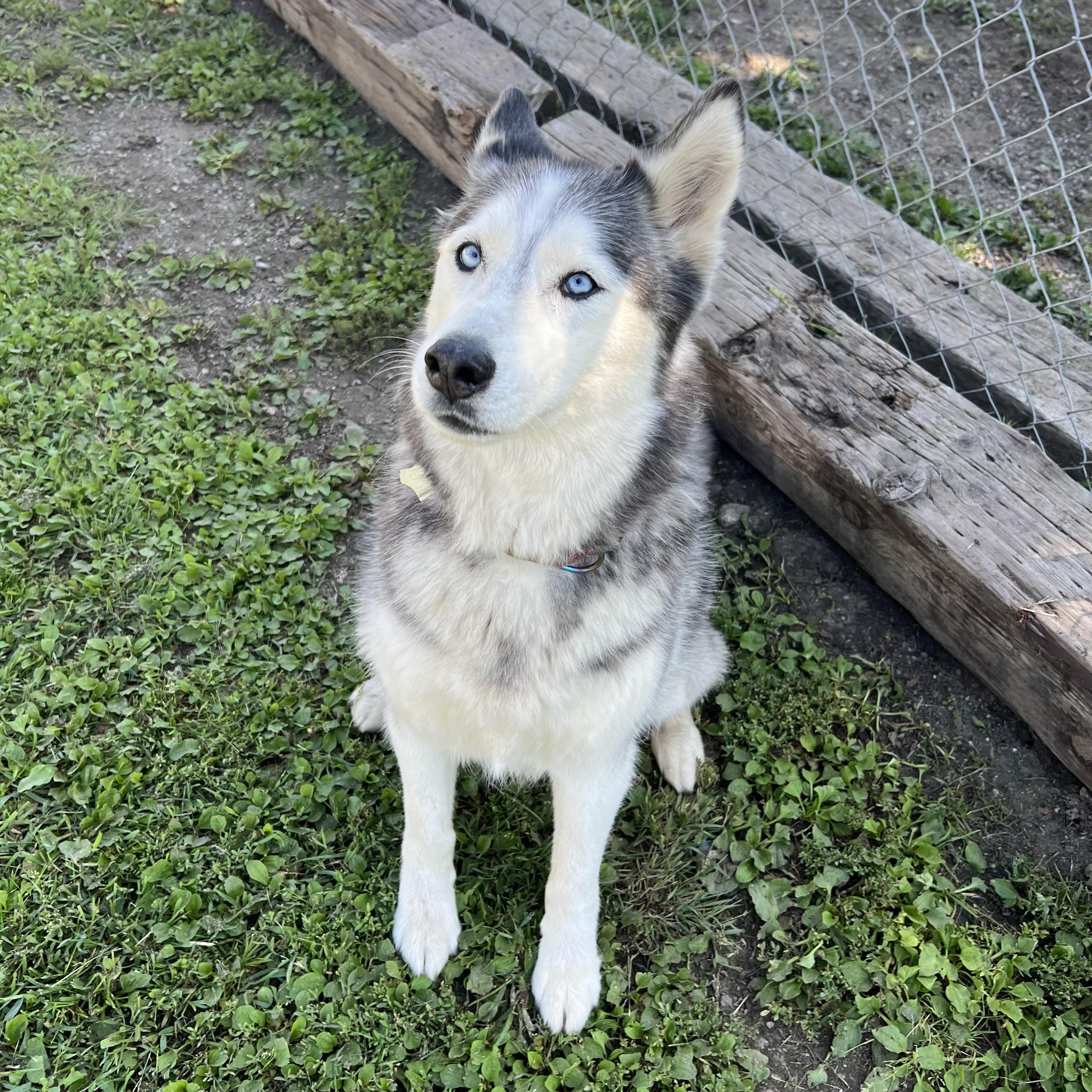 Savannah