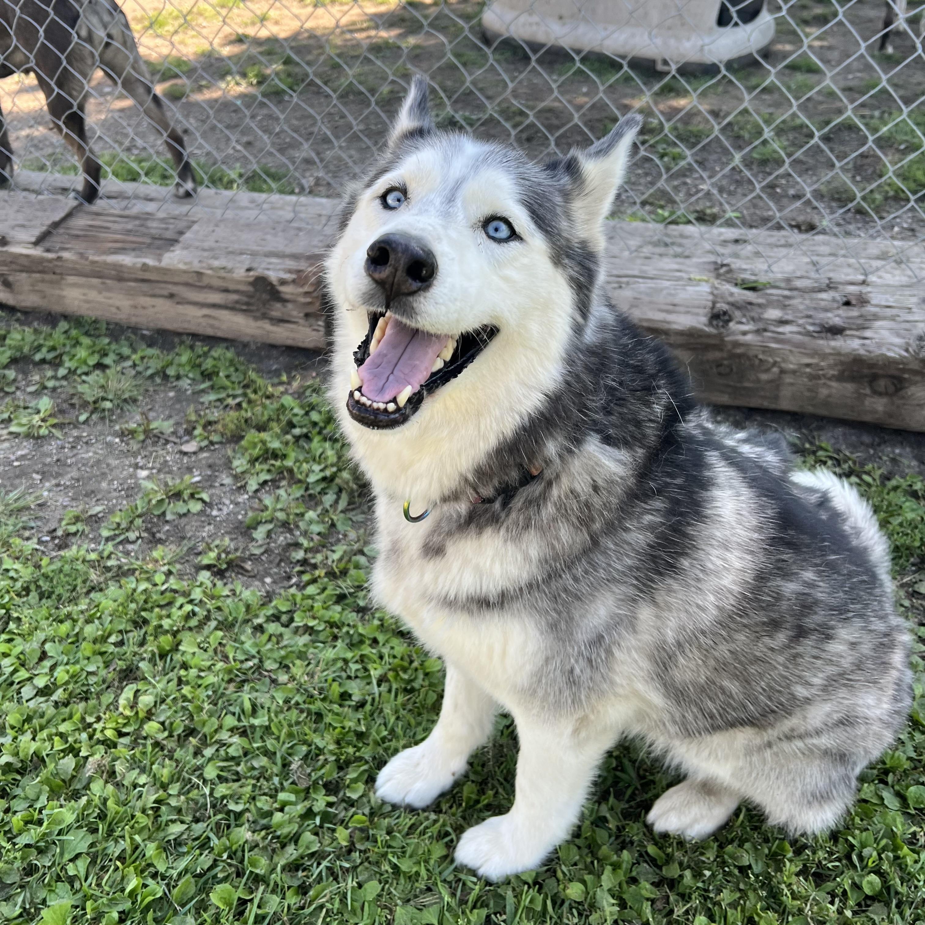 Savannah