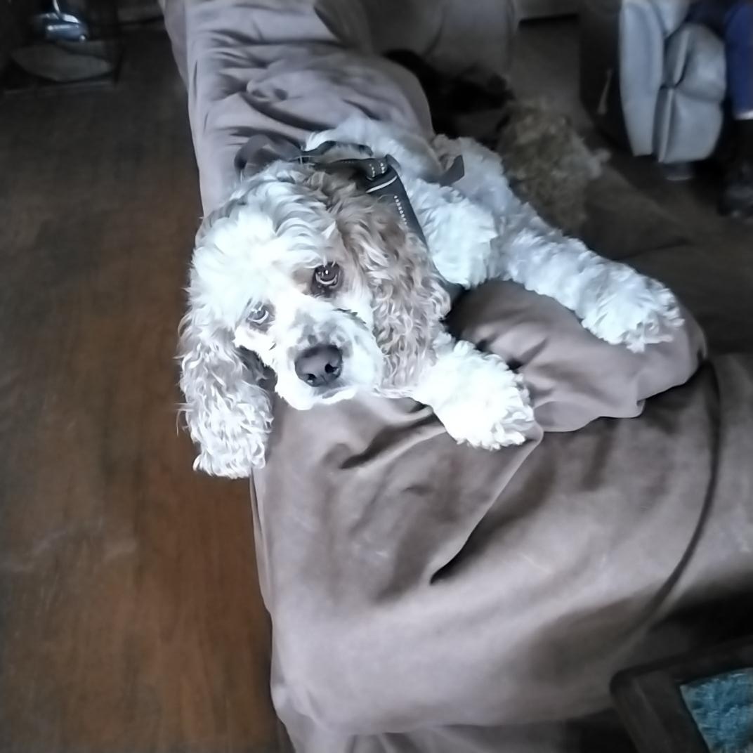 Ollie, ADOPTABLE, Adult Male Cocker Spaniel.