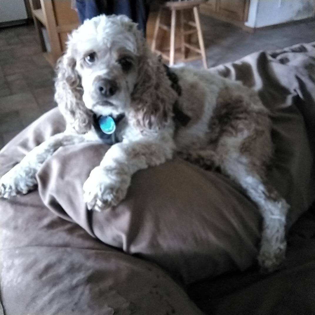 Enlarge Ollie, a ADOPTABLE Cocker Spaniel in Grove, OK image 2/2