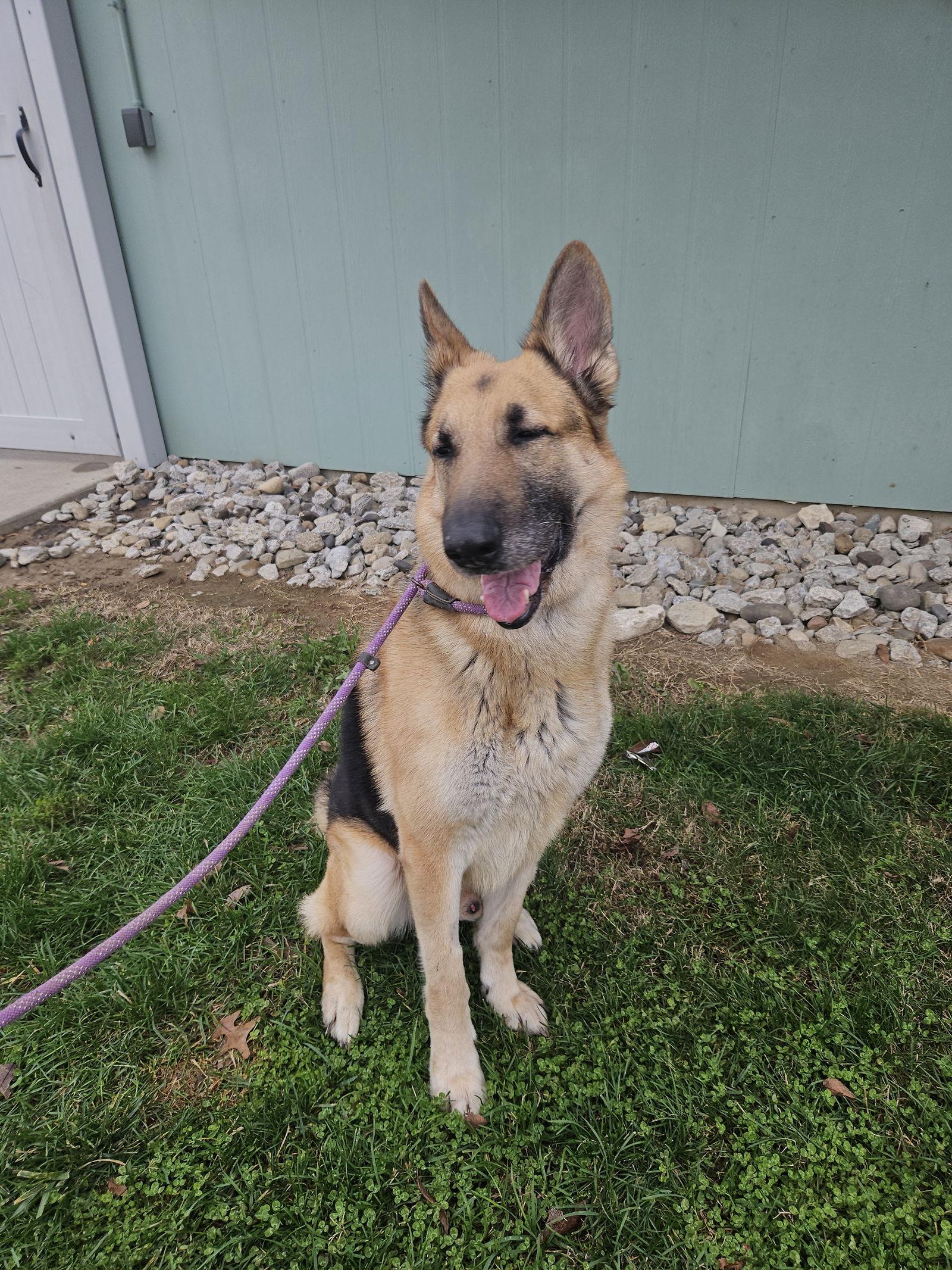 Mista Sprinkles, Adoptable, Adult Male German Shepherd Dog.
