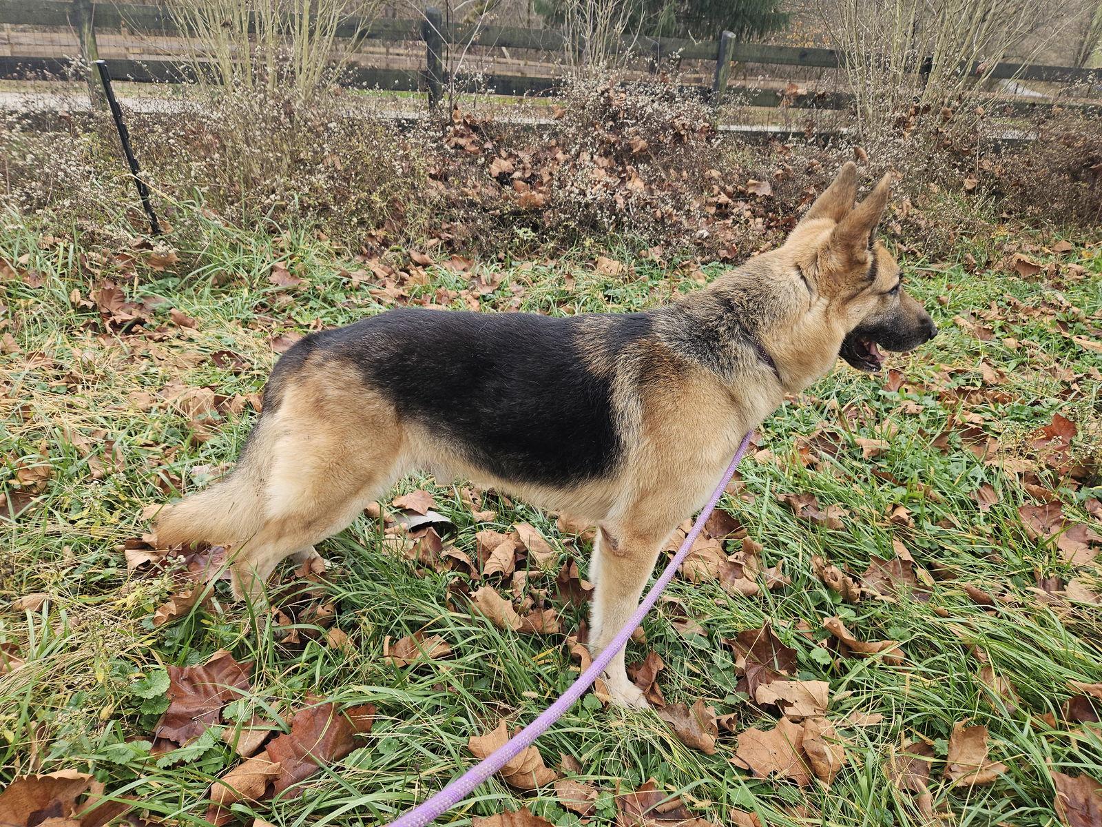 Enlarge Mista Sprinkles, a Adoptable German Shepherd Dog in Louisville, KY image 2/3
