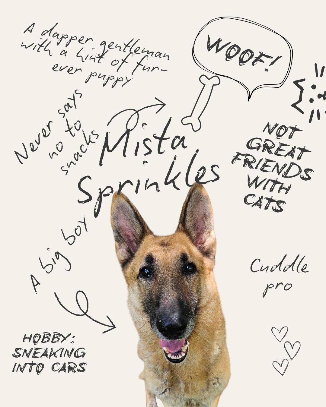 Enlarge Mista Sprinkles, a Adoptable German Shepherd Dog in Louisville, KY image 1/3