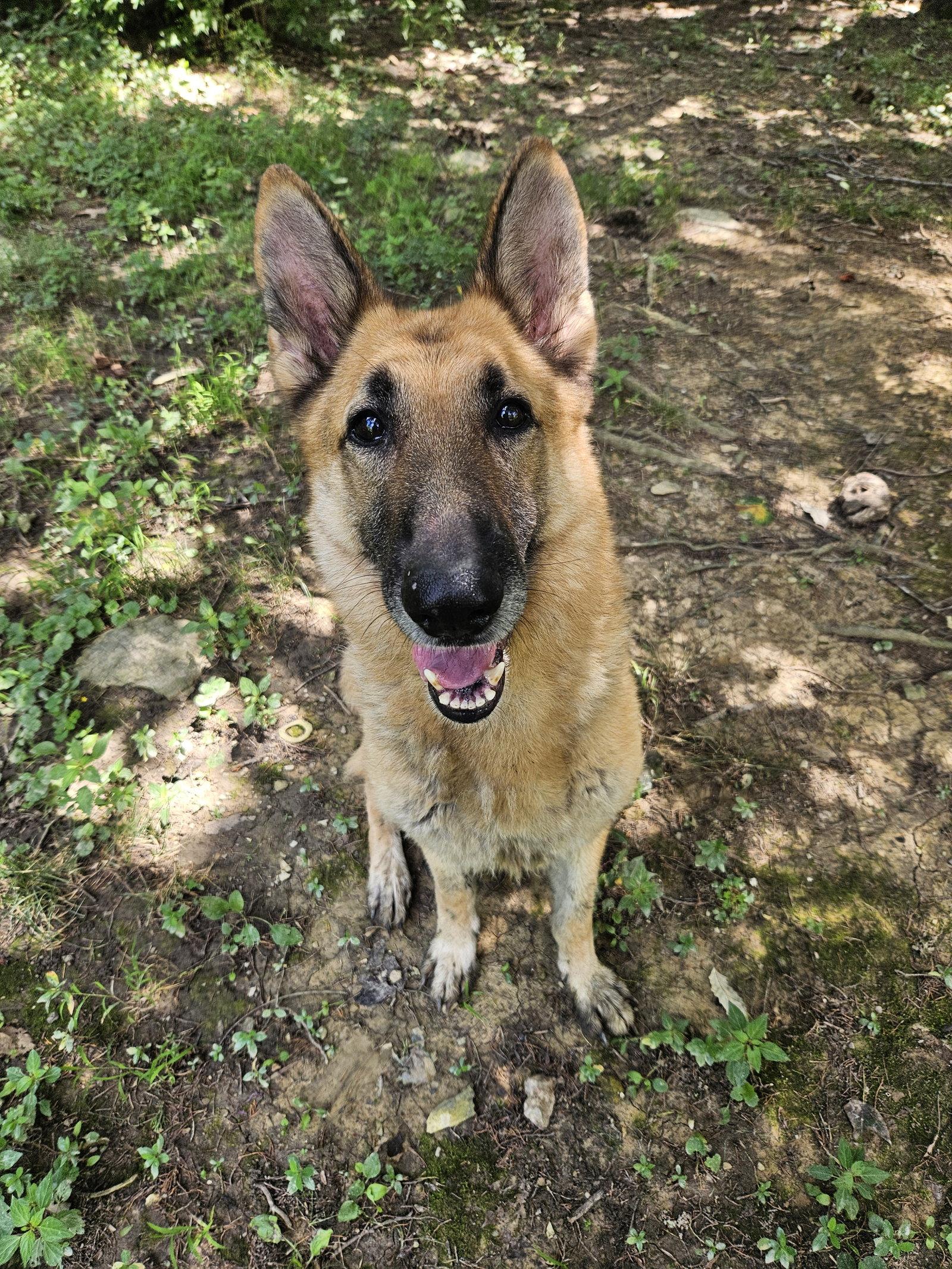 Enlarge Mista Sprinkles, a Adoptable German Shepherd Dog in Louisville, KY image 2/3