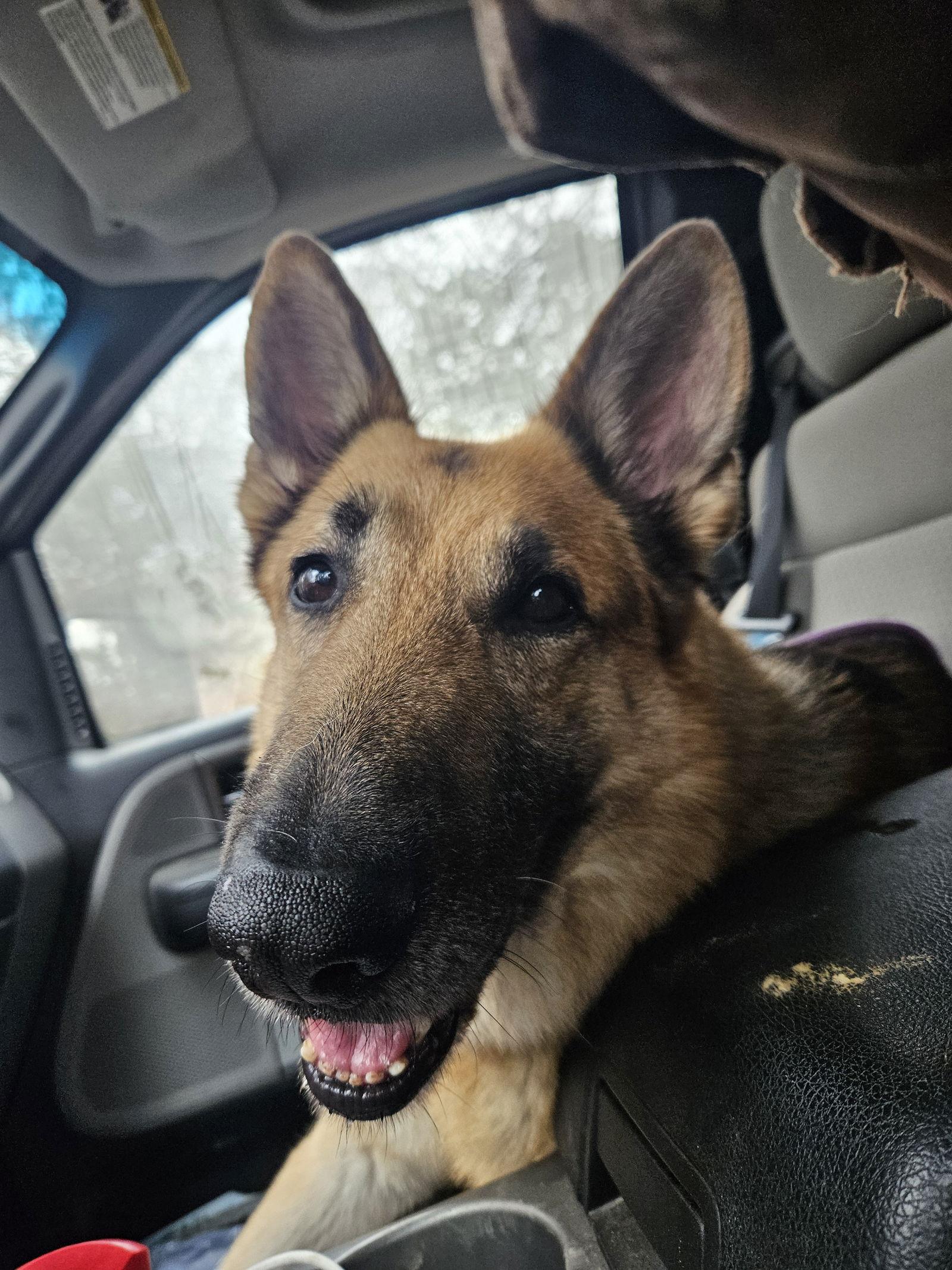 Enlarge Mista Sprinkles, a Adoptable German Shepherd Dog in Louisville, KY image 3/3