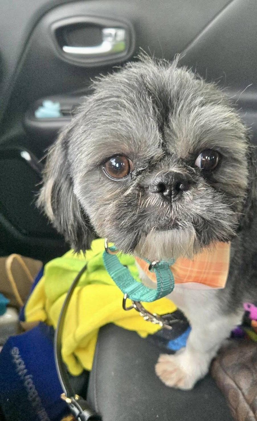 Ozzy, Adoptable, Adult Male Shih Tzu.