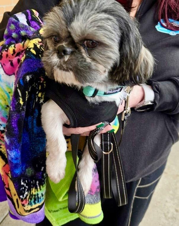 Enlarge Ozzy, a Adoptable Shih Tzu in Blackwood, NJ image 2/3