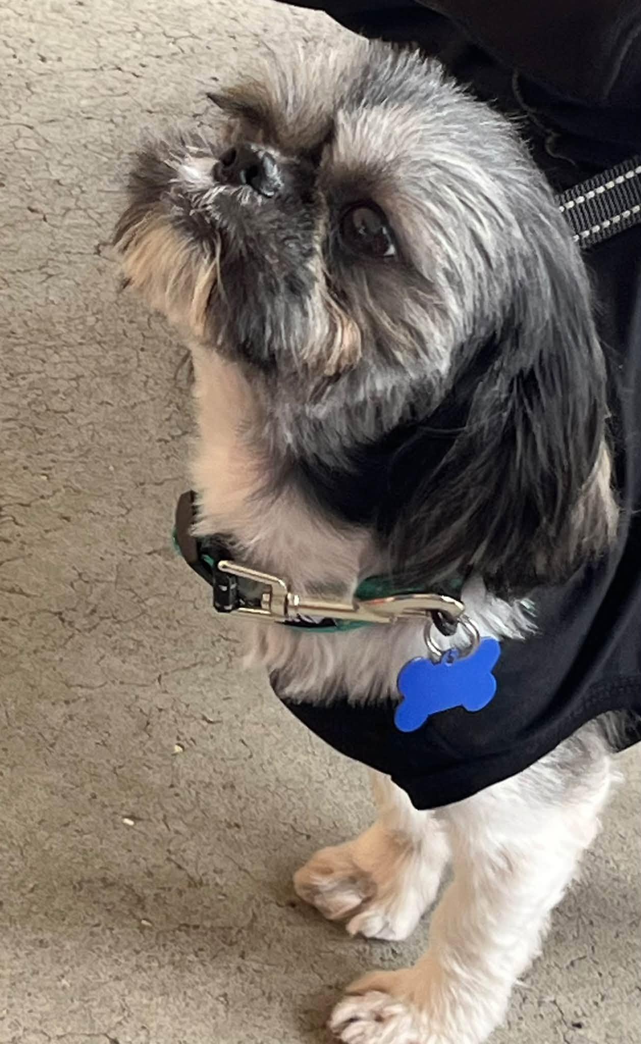 Enlarge Ozzy, a Adoptable Shih Tzu in Blackwood, NJ image 3/3