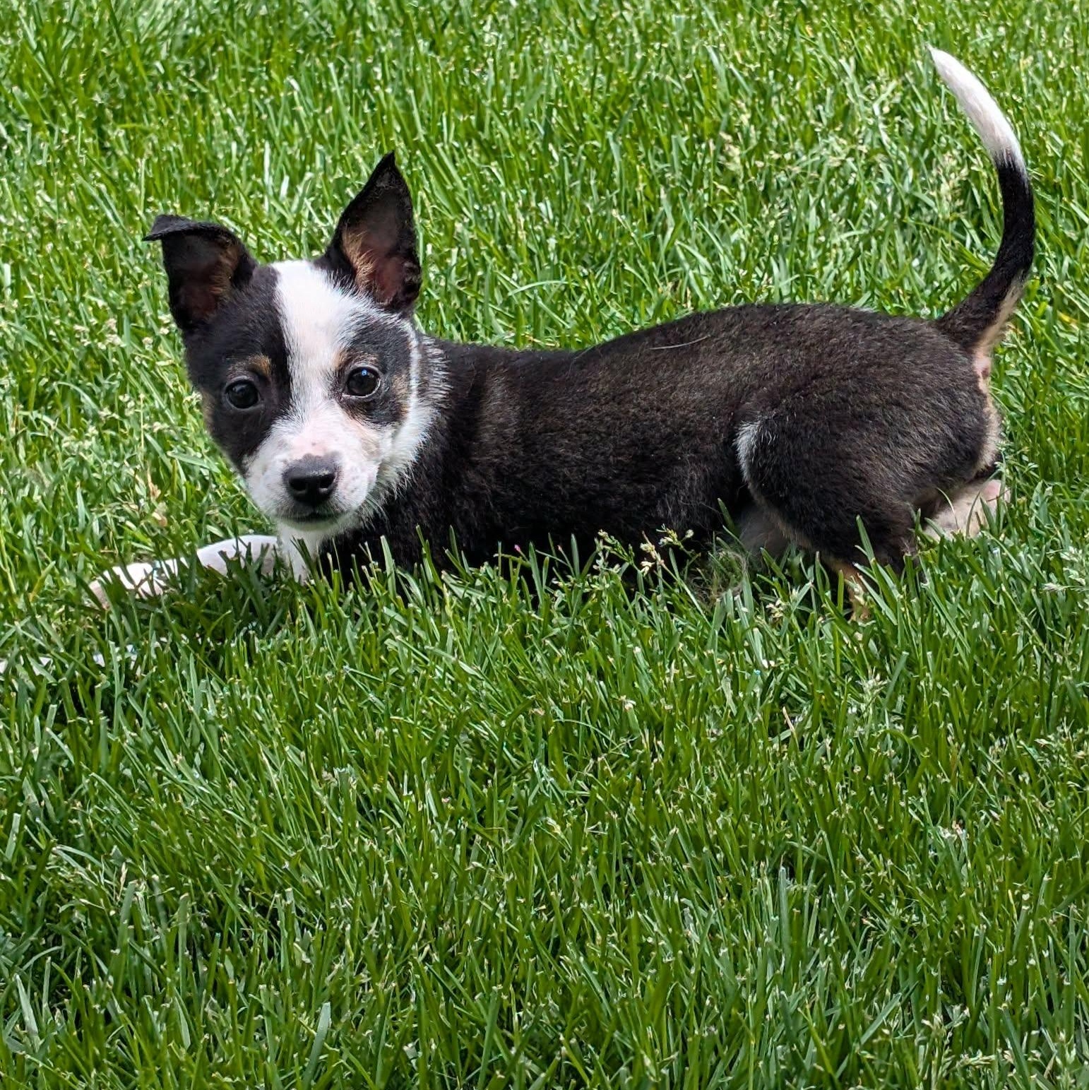 Bella, a Adoptable mixed breed in Billings, MT image 2/4