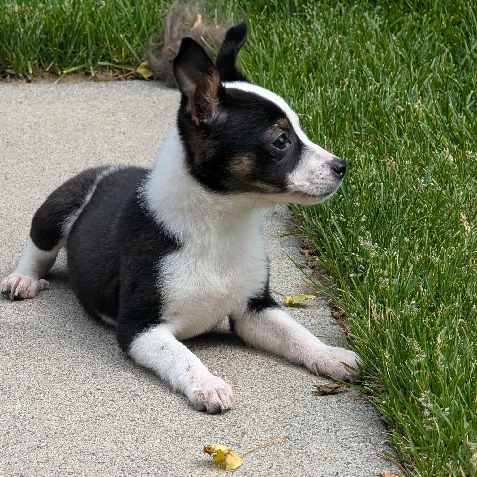 Bella, a Adoptable mixed breed in Billings, MT image 3/4