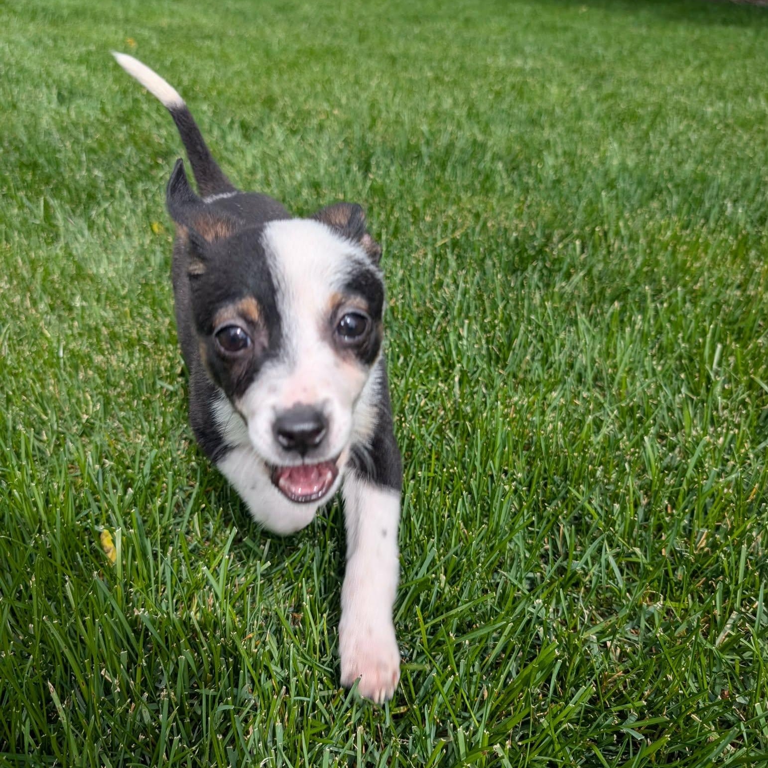 Bella, a Adoptable mixed breed in Billings, MT image 1/4