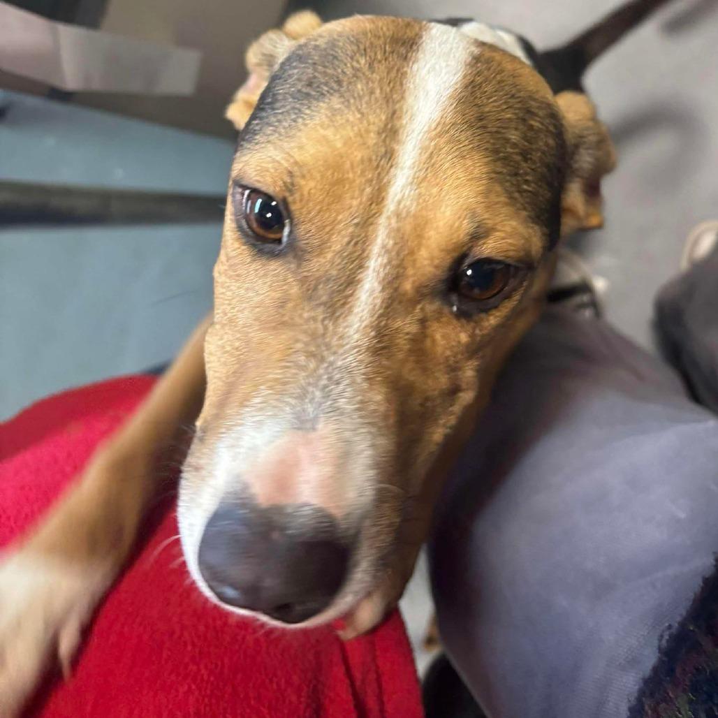 Enlarge Louie, a Adoptable Mixed Breed in Beckley, WV image 1/1