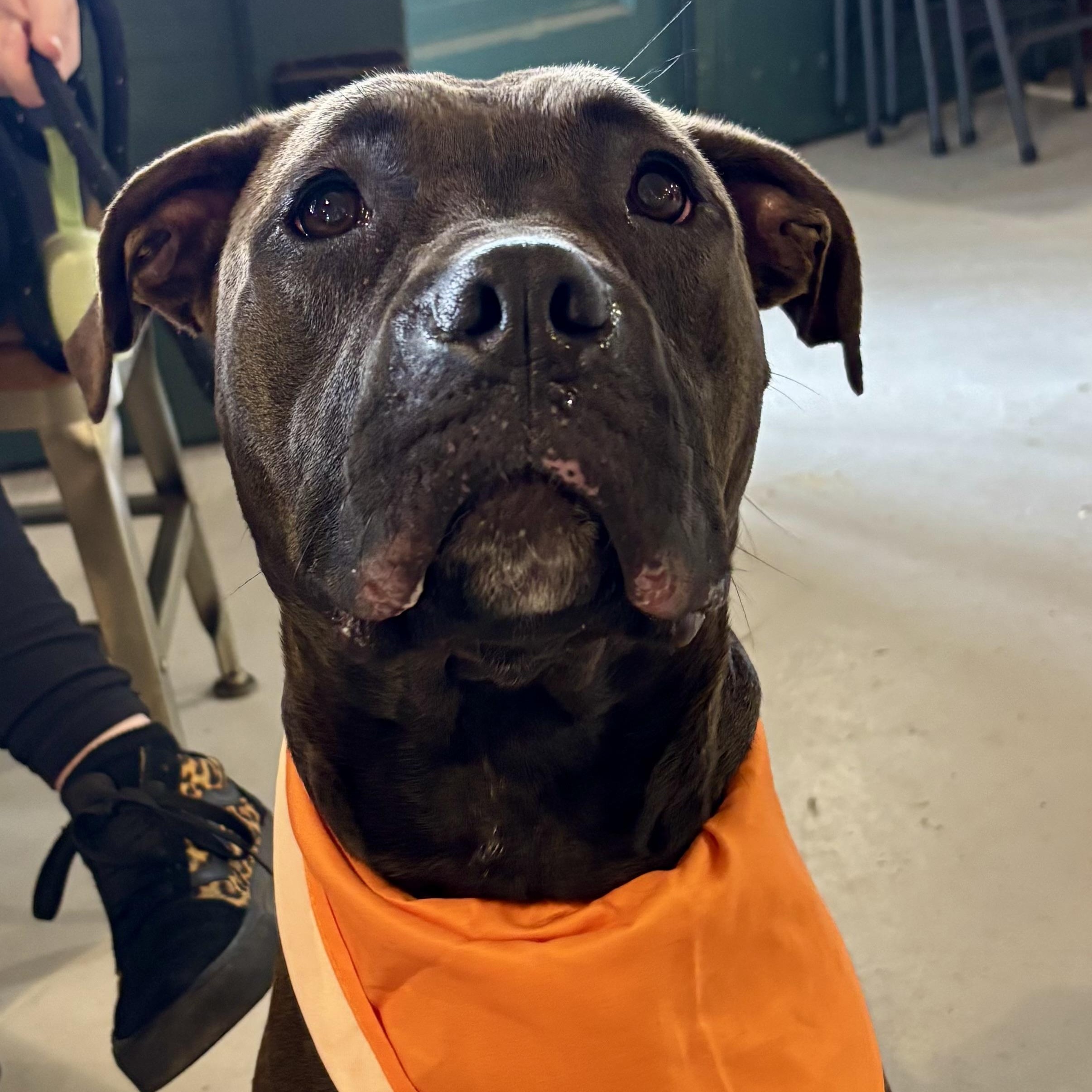 Natasia, a ADOPTABLE Pit Bull Terrier in Buffalo, NY image 2/6
