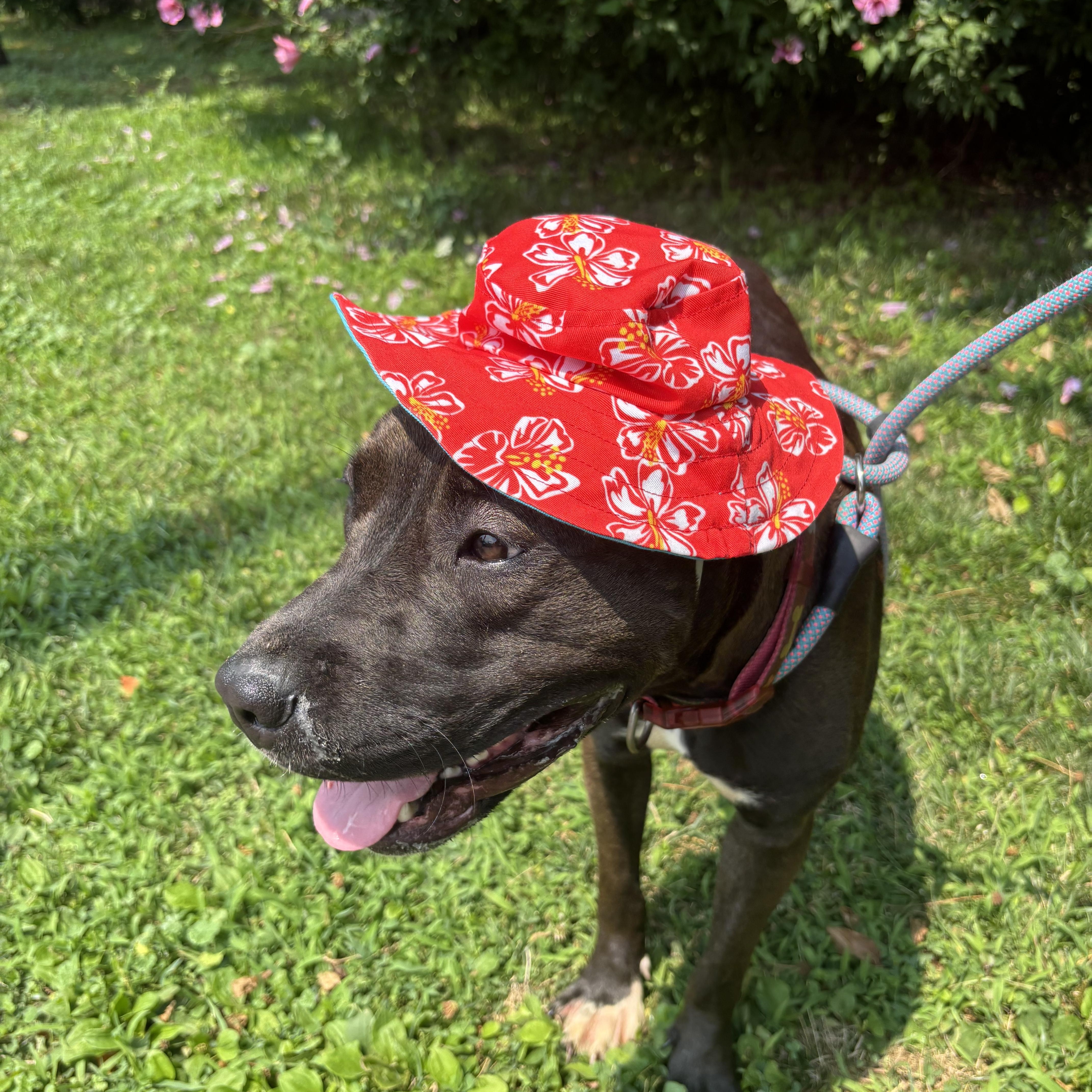 Natasia, a ADOPTABLE Pit Bull Terrier in Buffalo, NY image 5/6