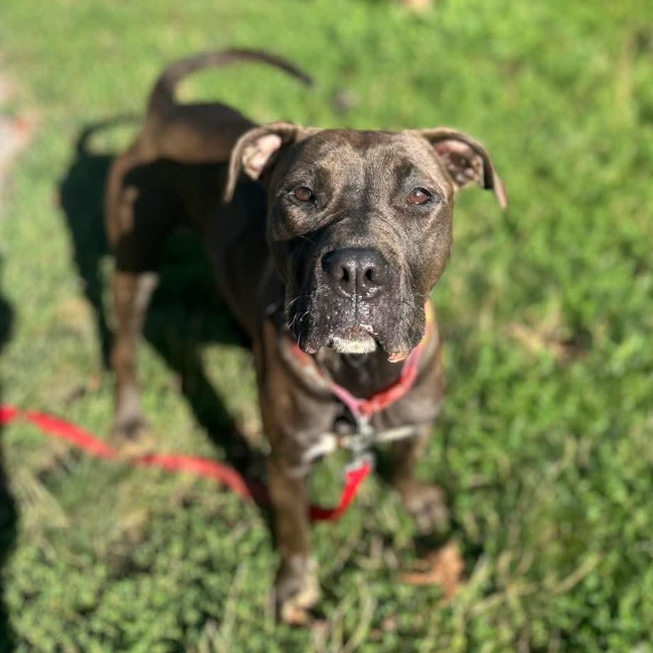 Natasia, a ADOPTABLE Pit Bull Terrier in Buffalo, NY image 3/6