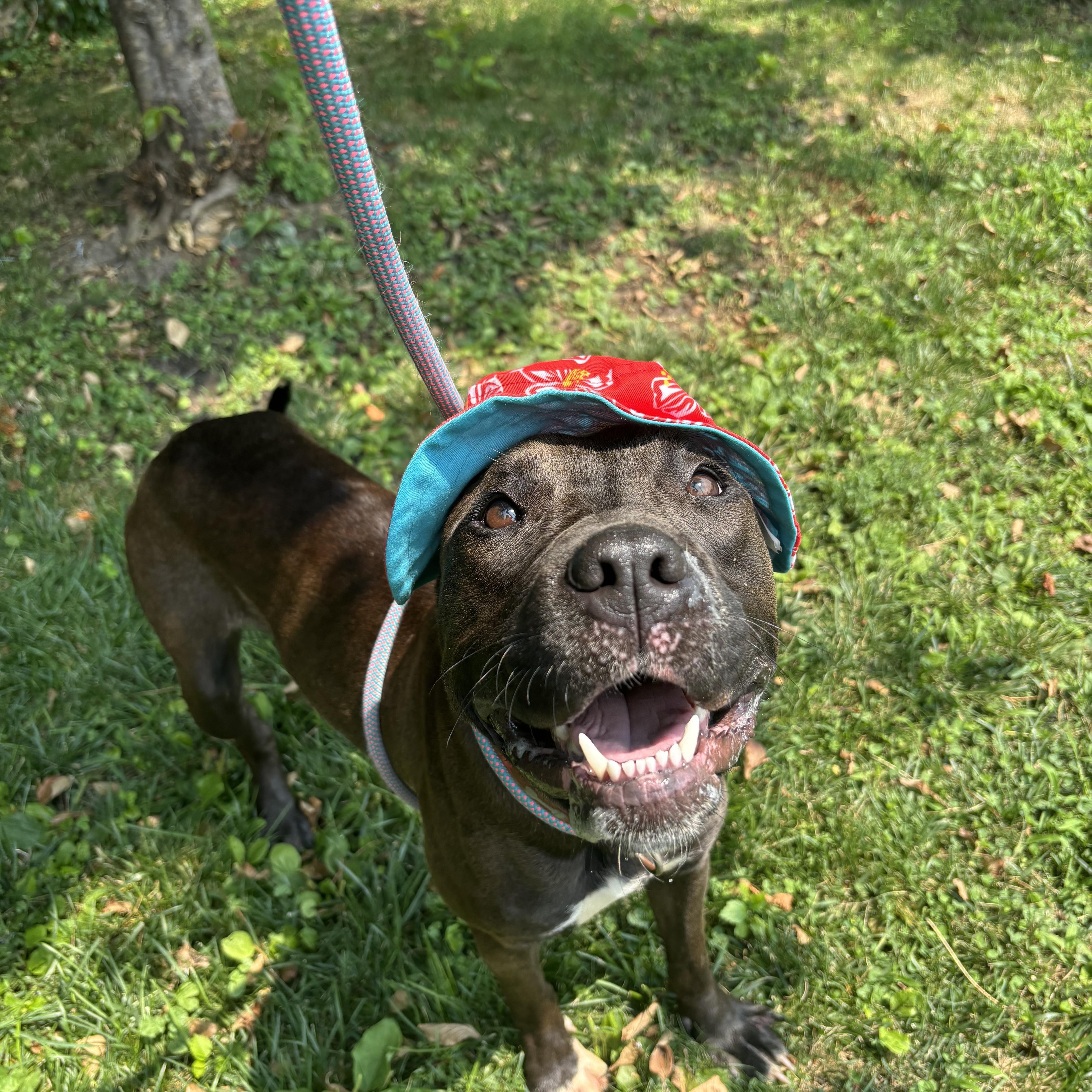 Natasia, a ADOPTABLE Pit Bull Terrier in Buffalo, NY image 6/6