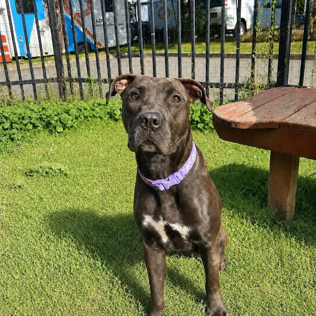 Natasia, ADOPTABLE, Young Female Pit Bull Terrier.