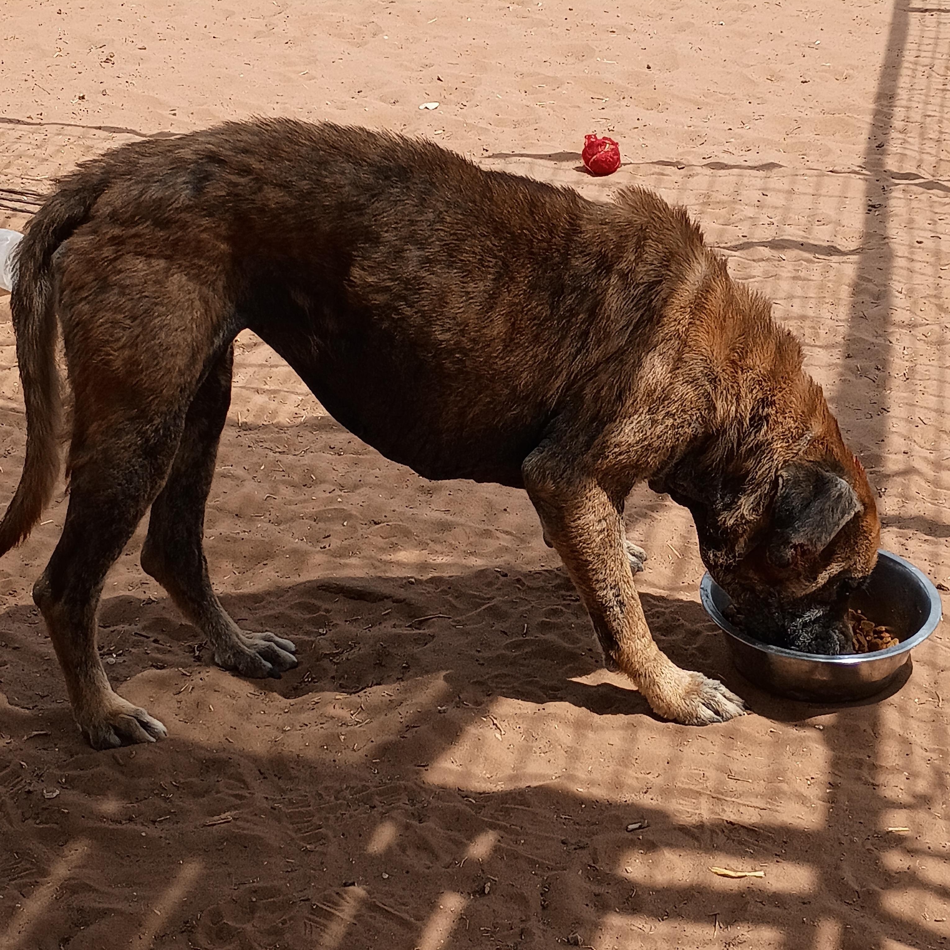 Enlarge Rowdy, a Adoptable mixed breed in Anton, TX image 1/5