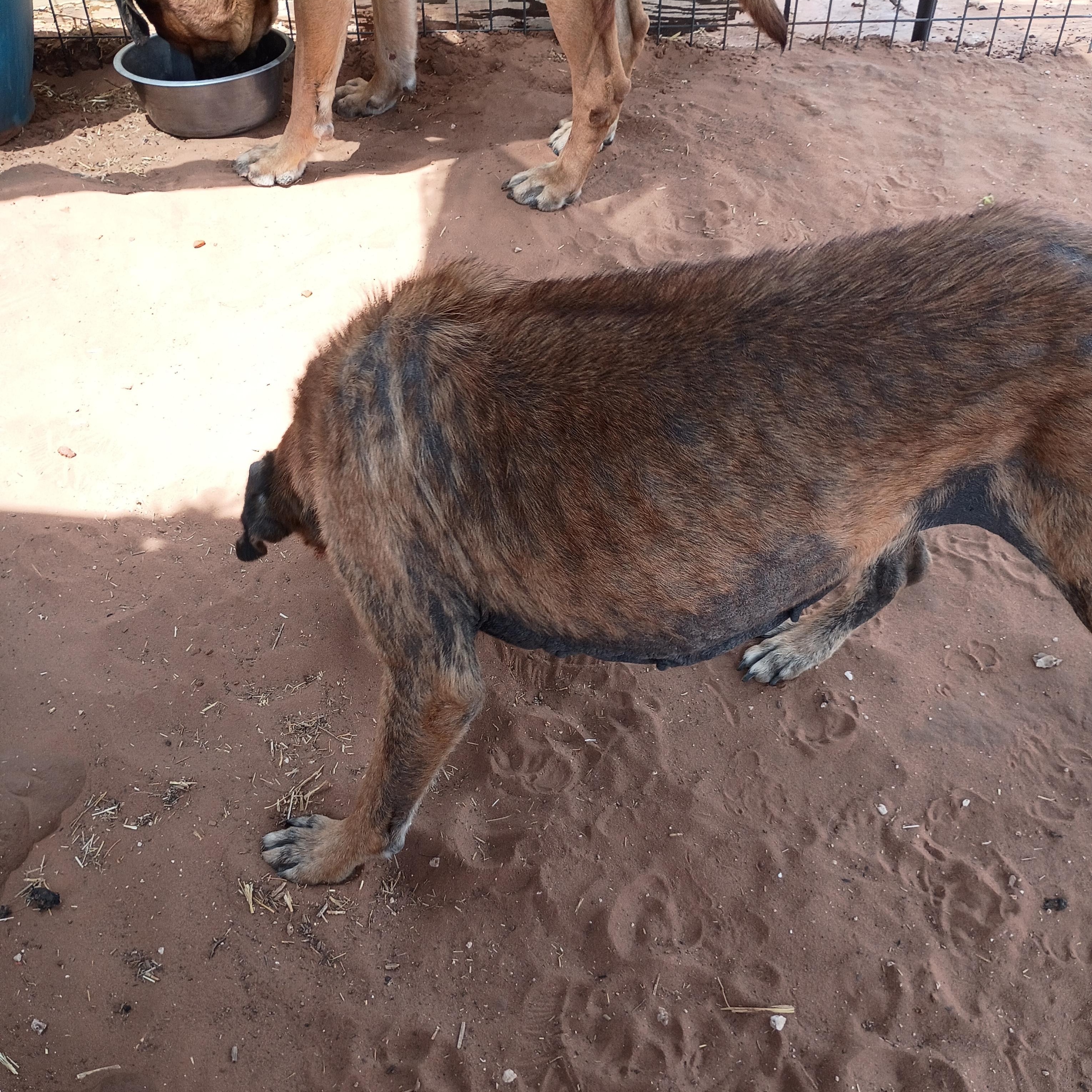 Enlarge Rowdy, a Adoptable mixed breed in Anton, TX image 4/5